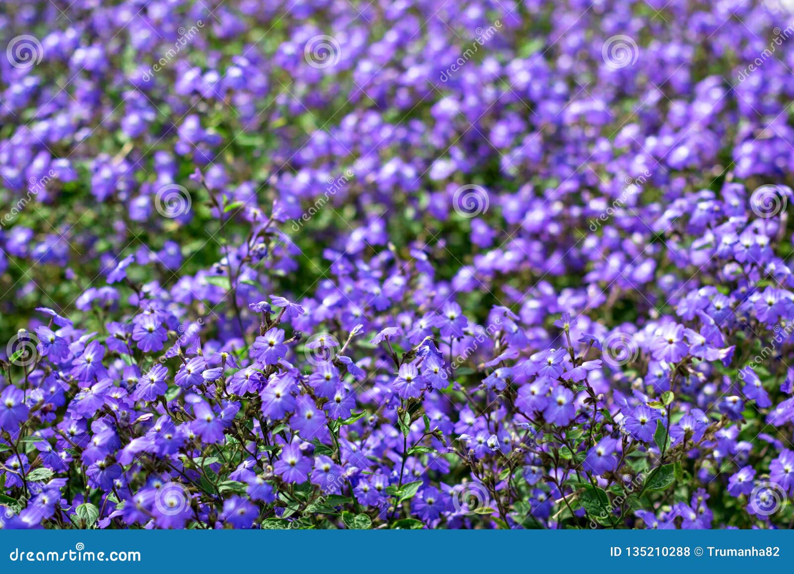 beautiful bush violets in the field