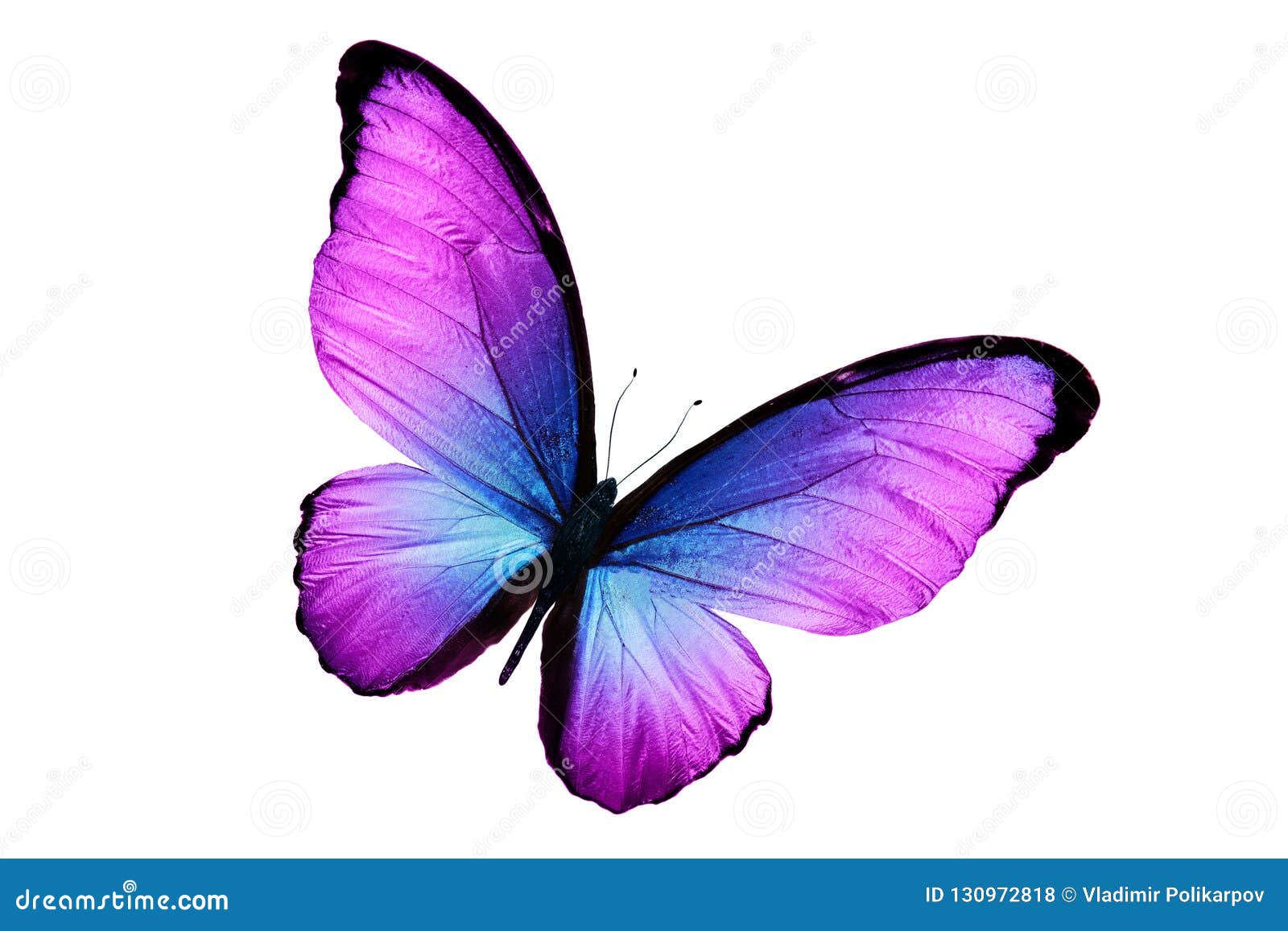 purple and white butterfly background