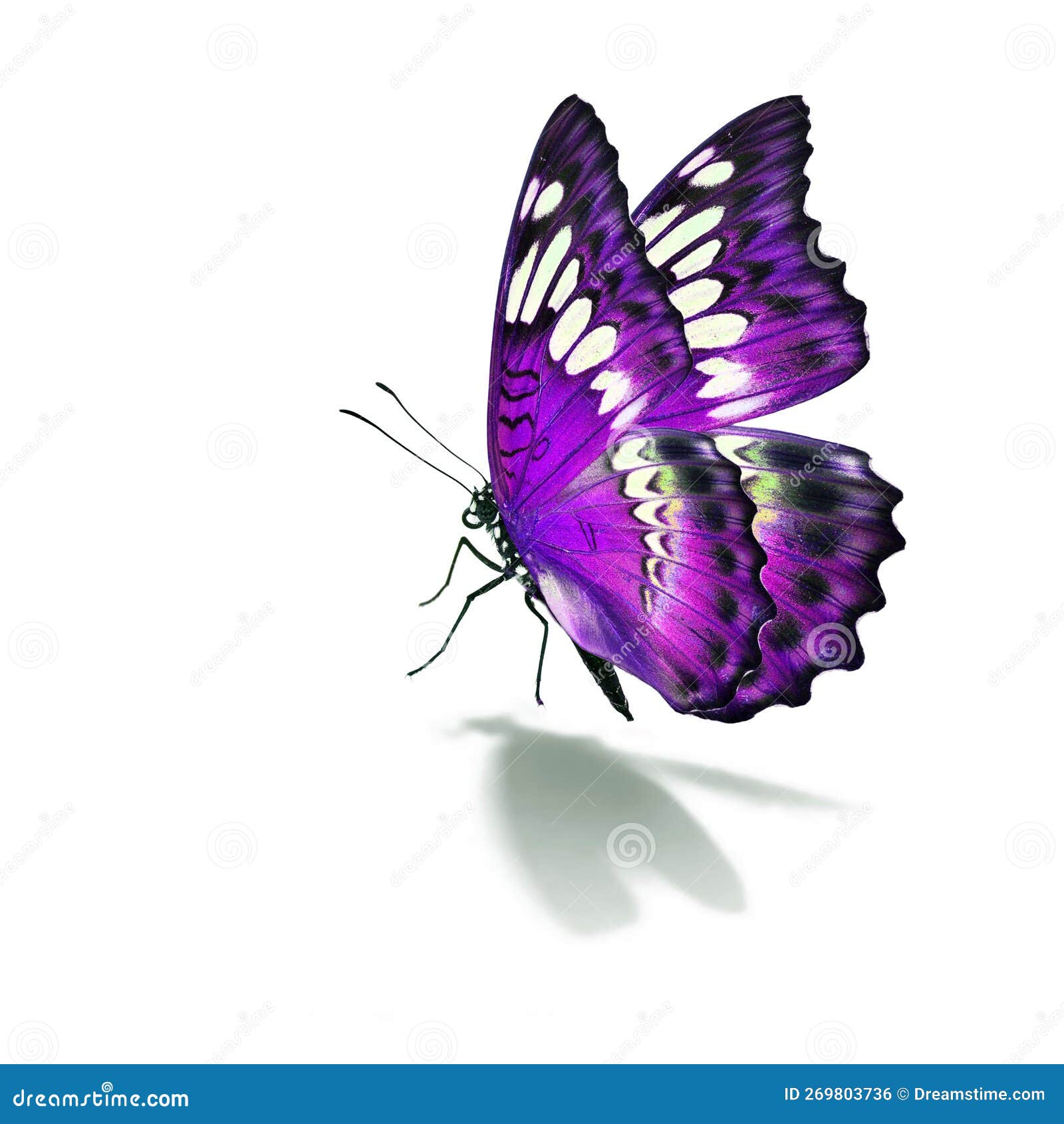Beautiful purple butterfly stock photo. Image of tropical 269803736
