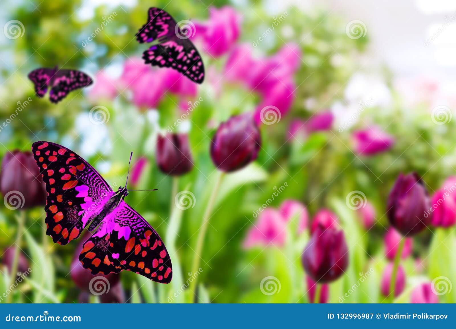 Beautiful Purple Butterfly on Tulips Stock Image Image of white