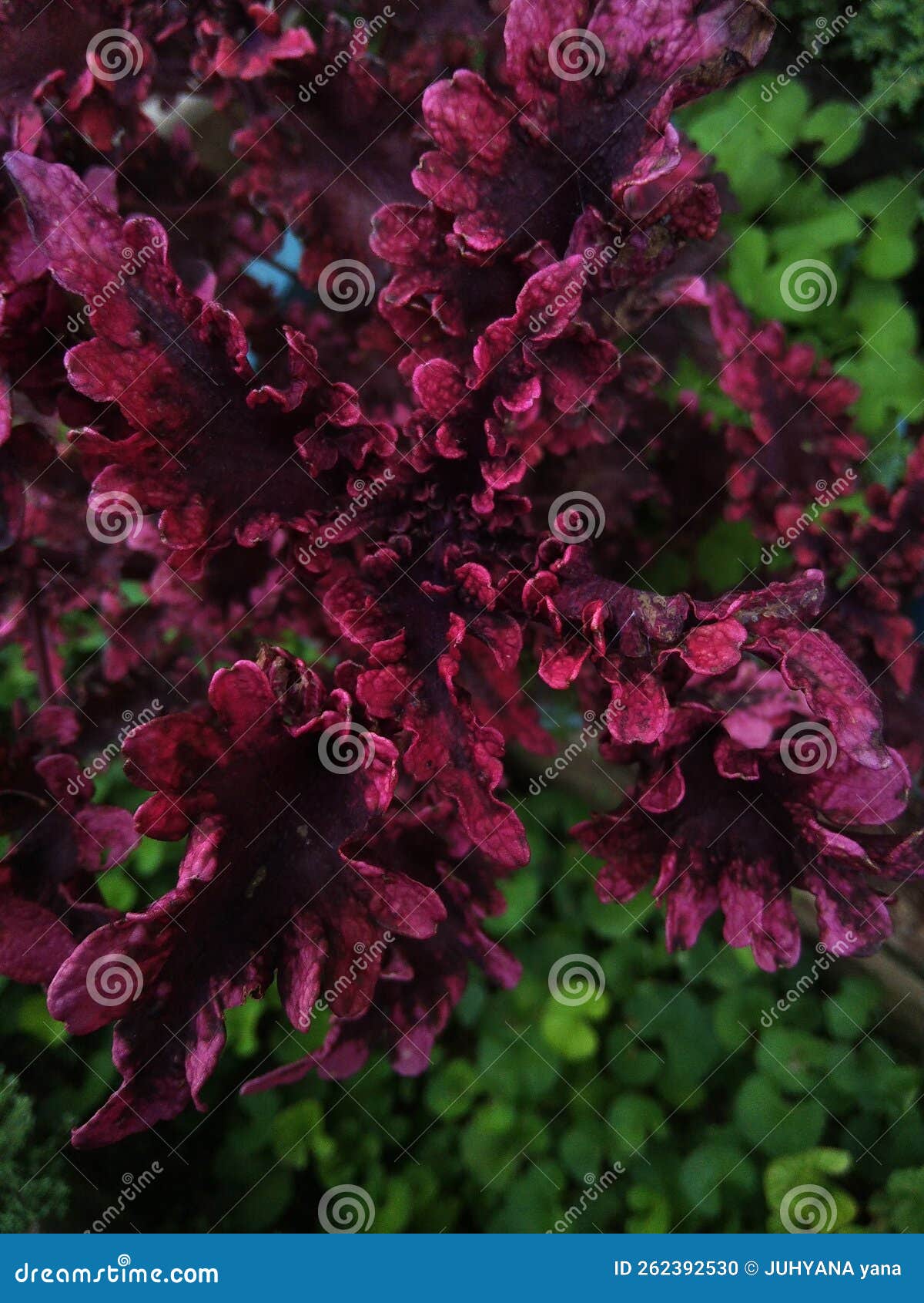 Beautiful Purple Coleus Flowers in the Yard Stock Photo Image of