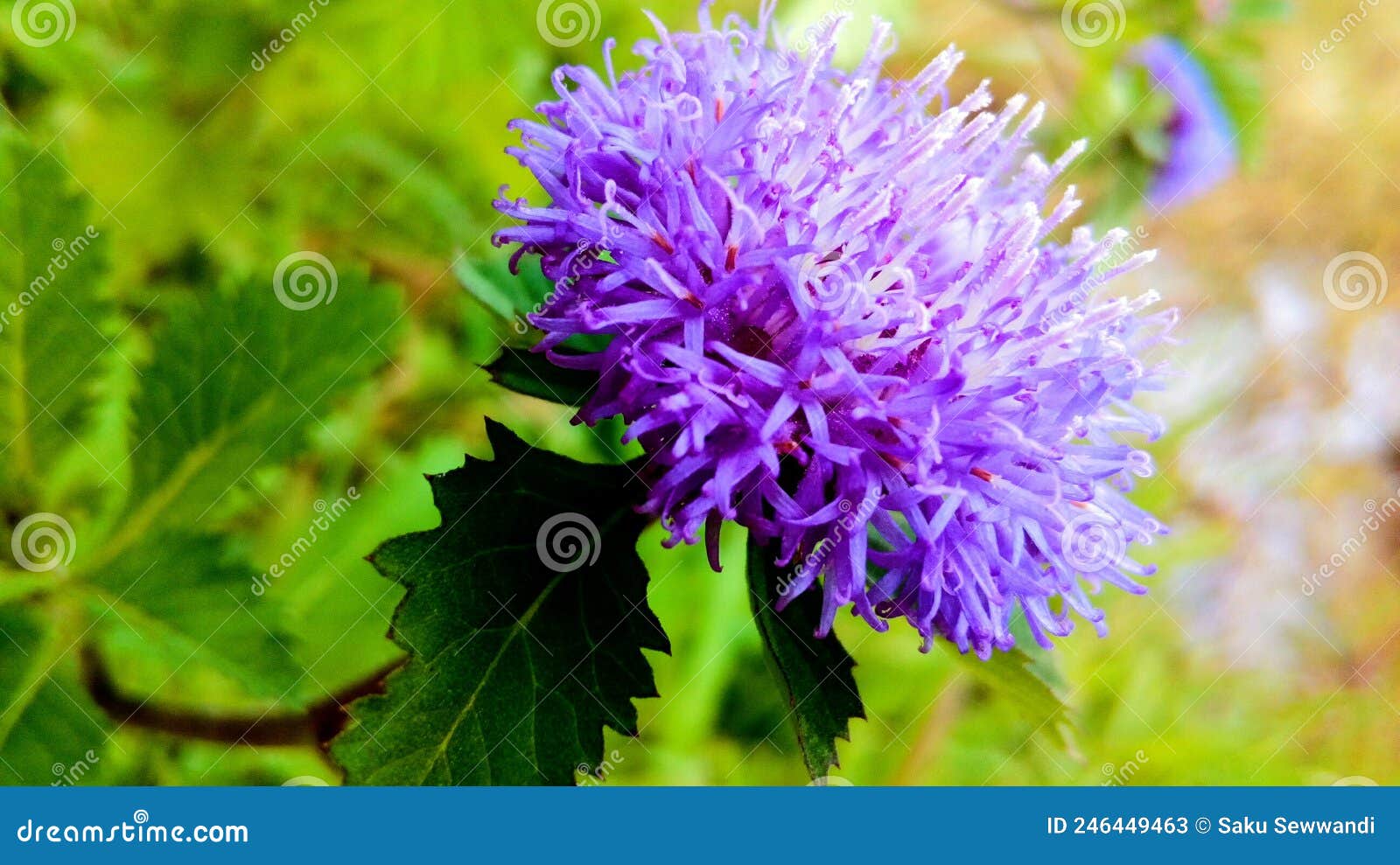 Beautiful Purple Color Flower Stock Image Image of purple, beautiful 246449463