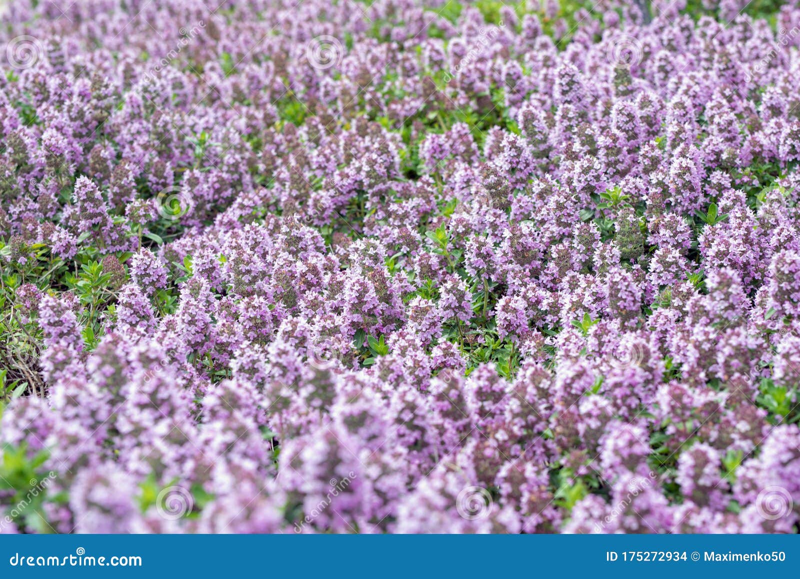 Woolly Thyme, Thymus lanuginosus