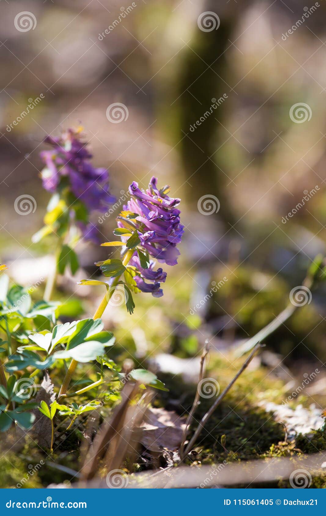 A Beautiful Purple Flower Blooming On The Ground Of Forest Floor