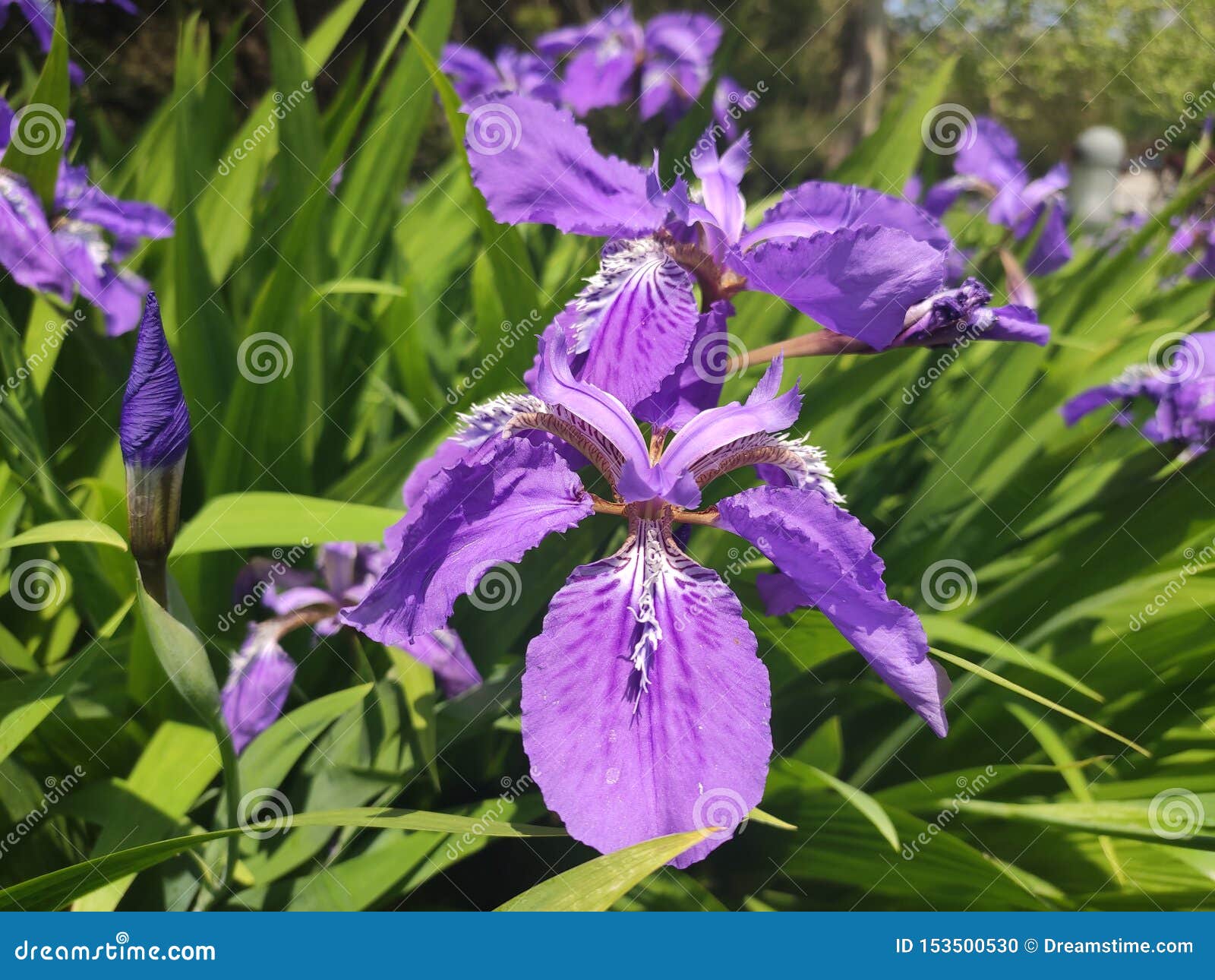 beautiful purple flower in its full bloom during gorgeous spring
