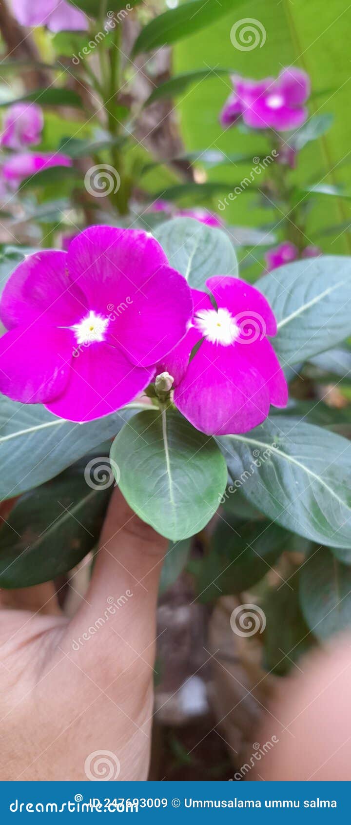 Beautiful Purple Flower in Kerala Stock Image - Image of keral, kerala ...