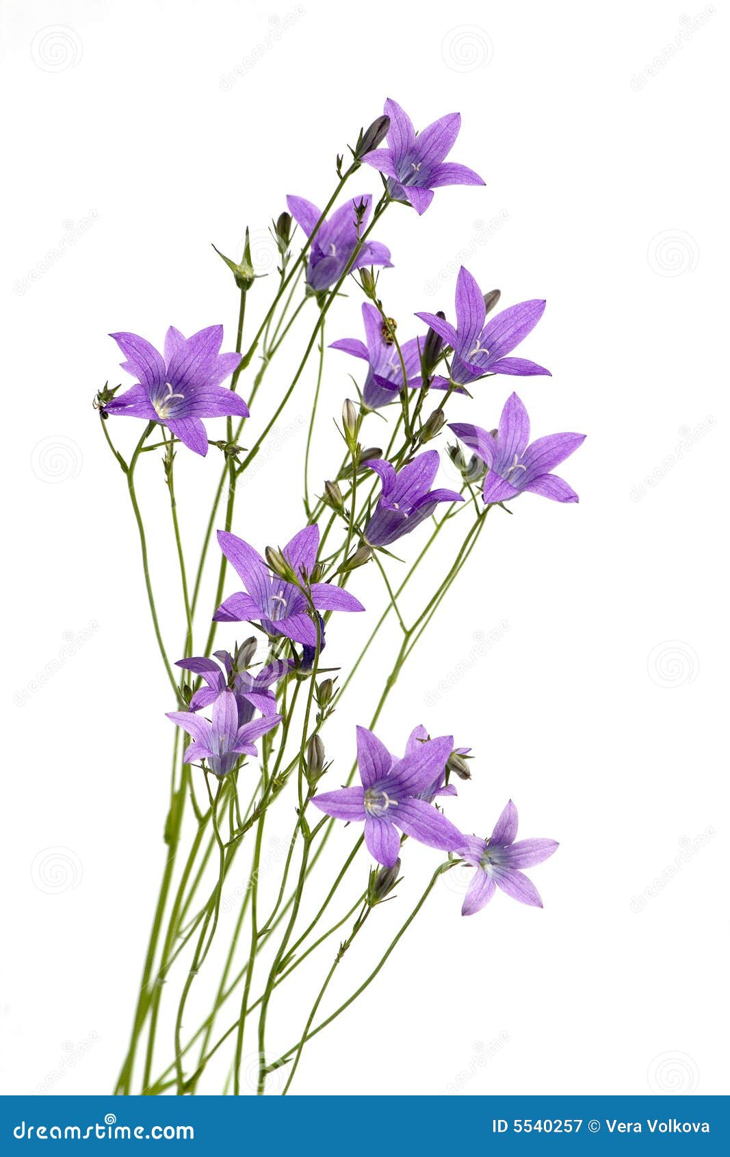 Beautiful purple flowers stock image. Image of stamen 5540257