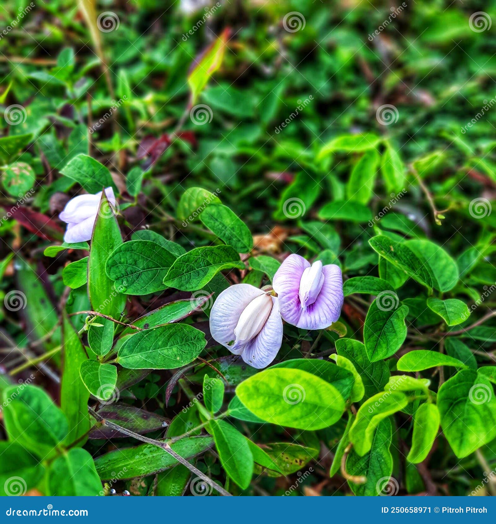 My Image 6