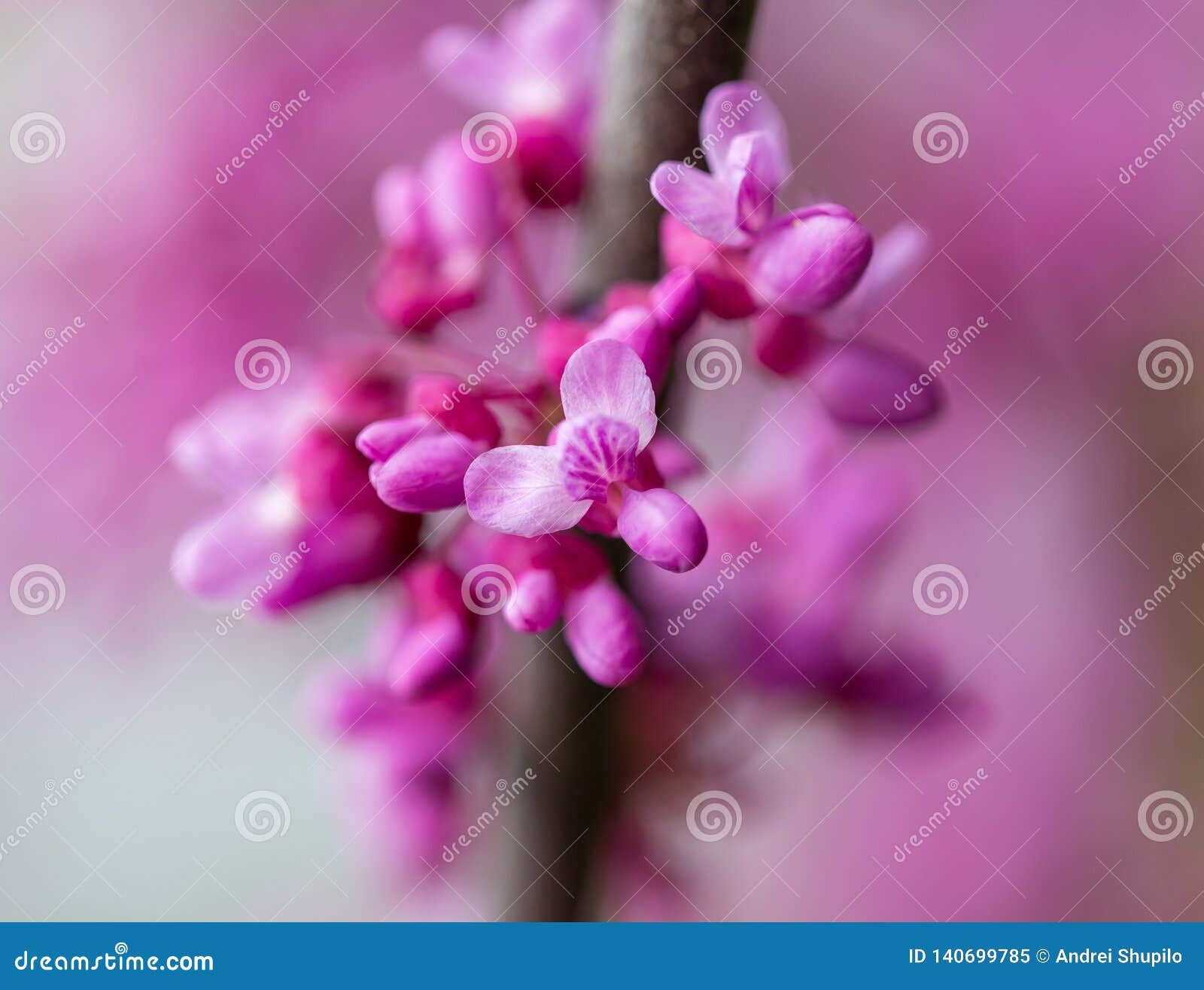 Beautiful Purple Flowers on a Tree in Spring Stock Image Image of