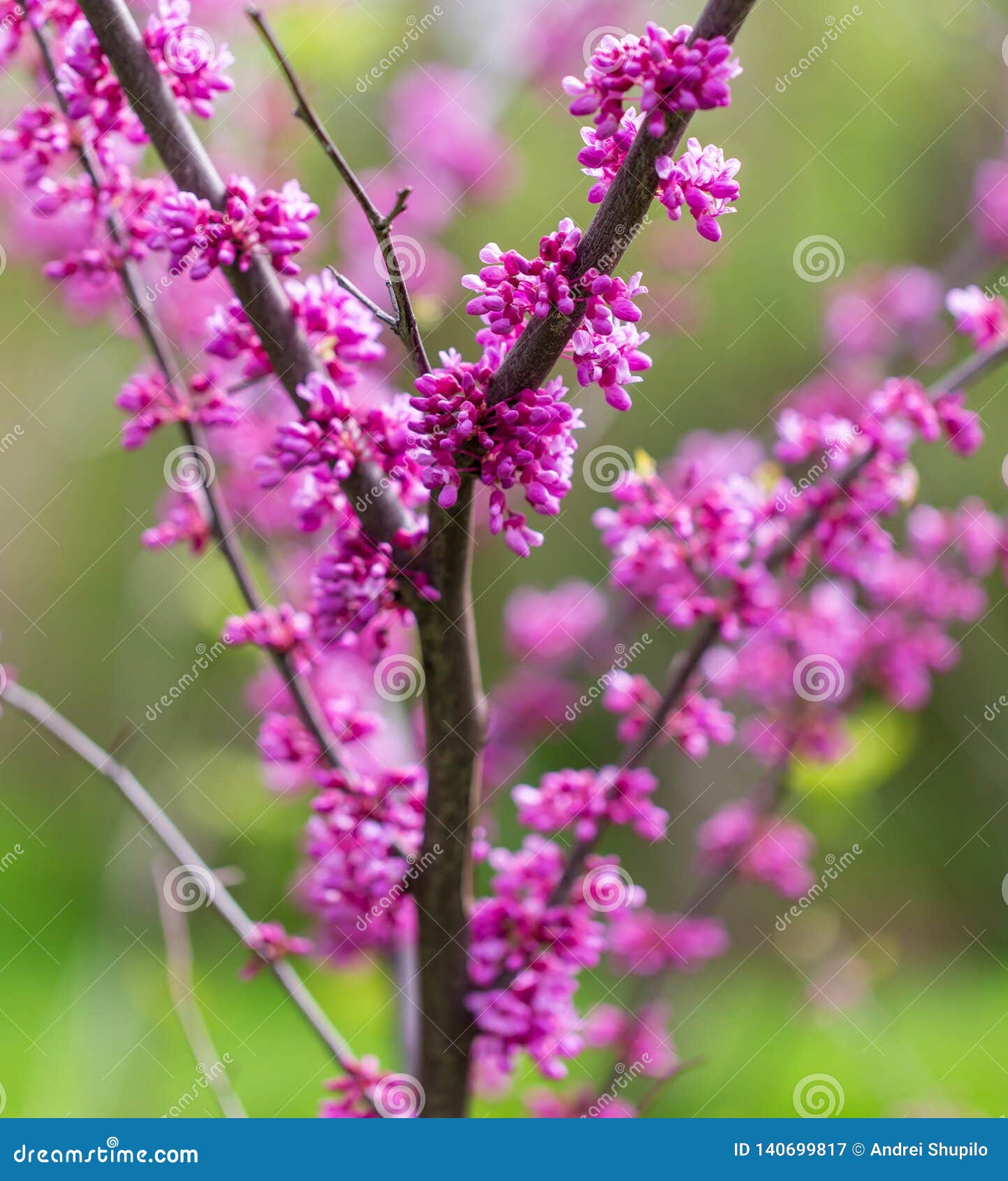 Beautiful Purple Flowers on a Tree in Spring Stock Image Image of