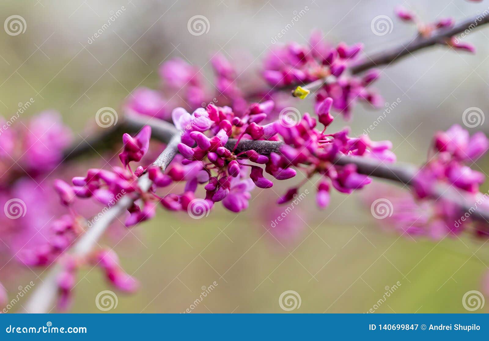 Beautiful Purple Flowers on a Tree in Spring Stock Image Image of