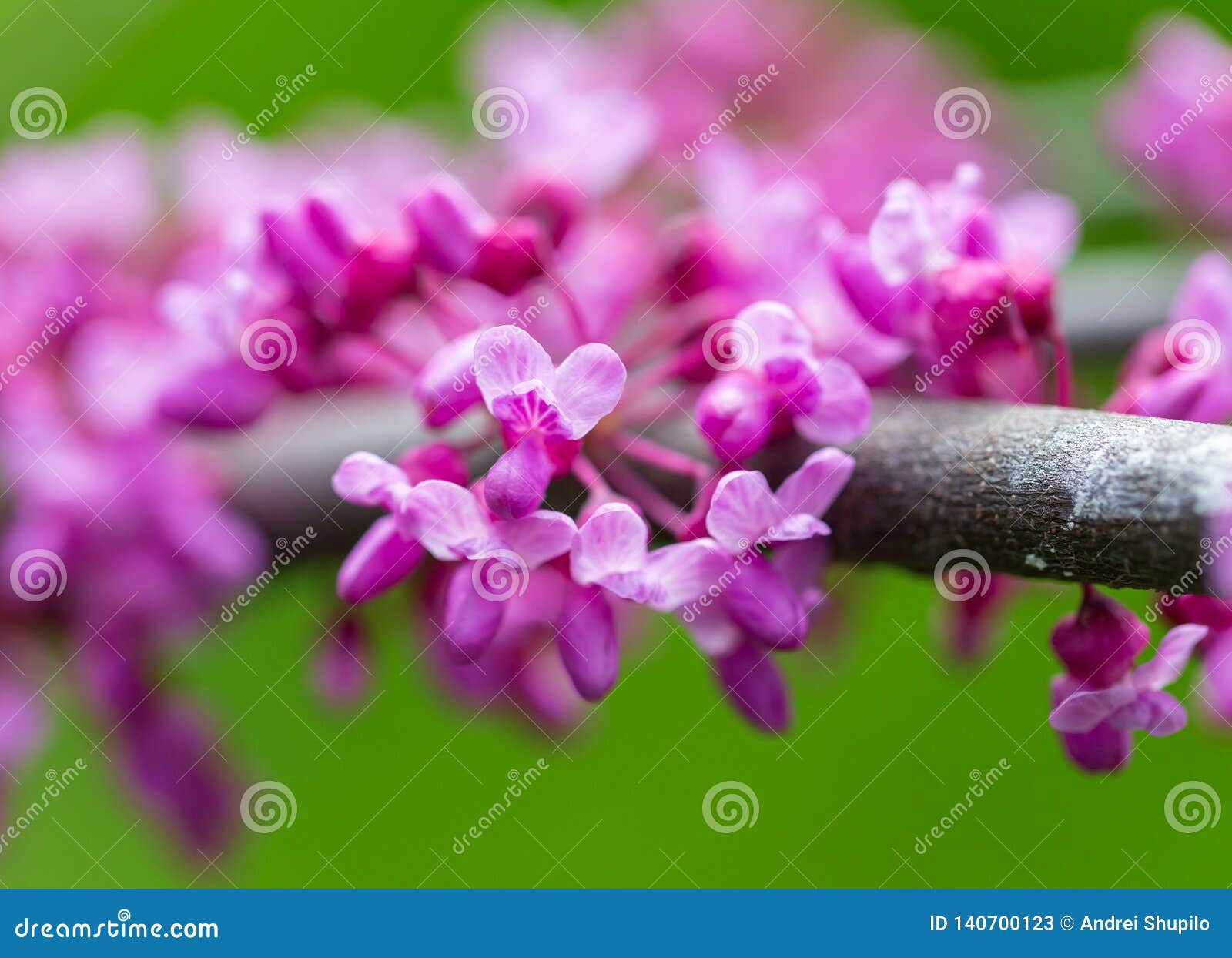 Beautiful Purple Flowers on a Tree in Spring Stock Image Image of