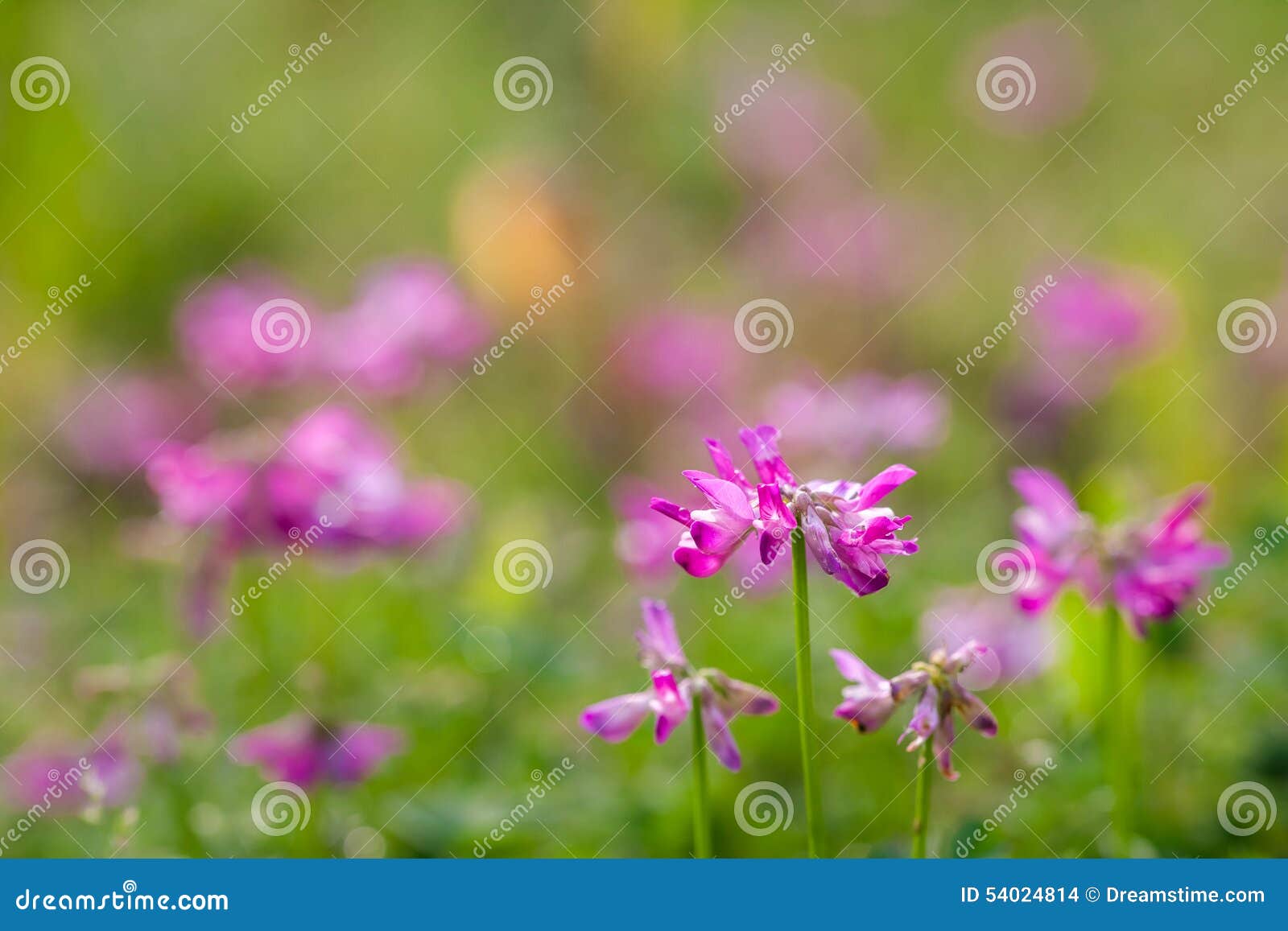 Beautiful Purple Flowers Under the Sun Stock Photo Image of angle