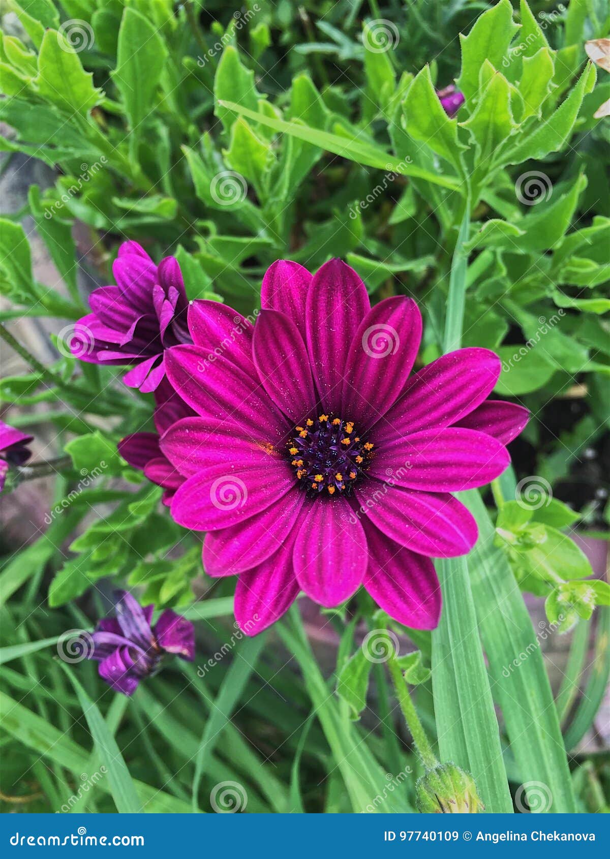 Beautiful Purple Gerbera Daisies in a Summer Garden Stock Image Image