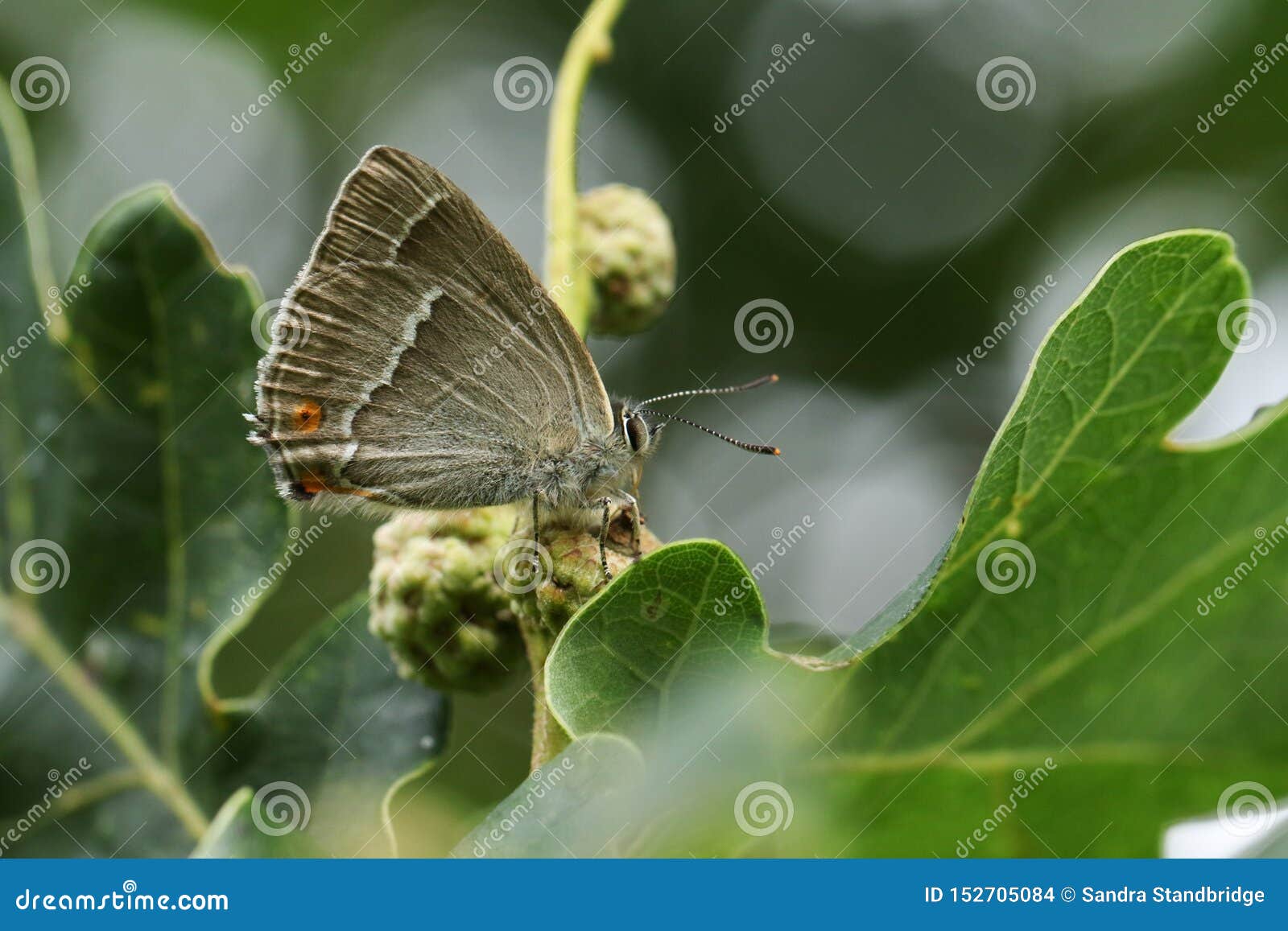 a beautiful purple hairstreak butterfly, favonius quercus, perched on an acorn and feeding on the honeydew.