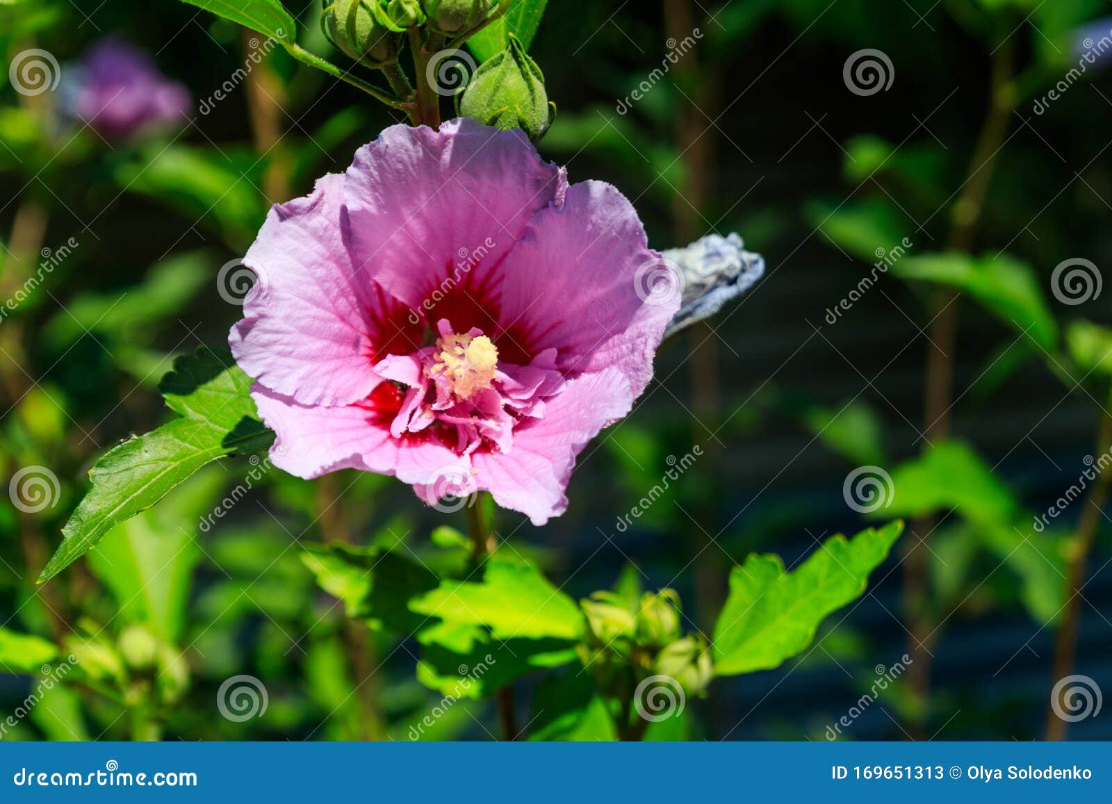 purple tree mallow purple tree mallow