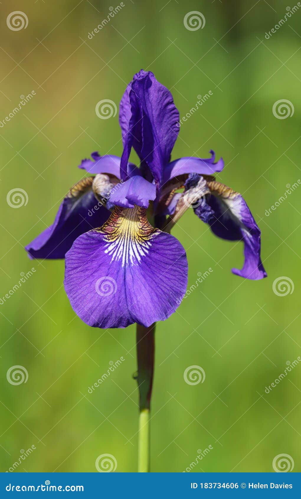 Beautiful Purple Iris Flower in the Sunshine Stock Photo   Image ...