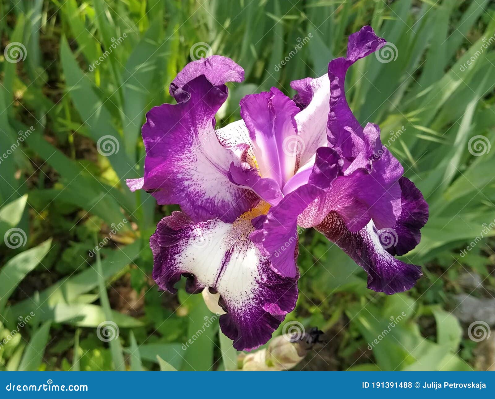 Beautiful Purple Iris with a White Middle. Curved Graceful Bright ...