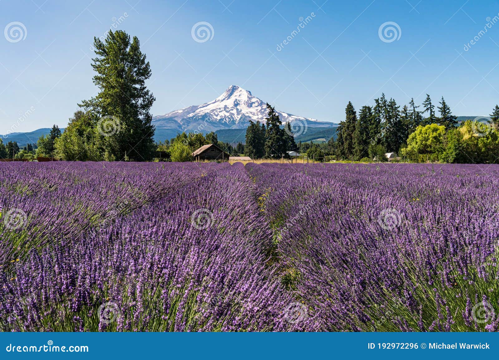 beautiful purple lavender fields and snowcapped mt hood in the pacific northwest.