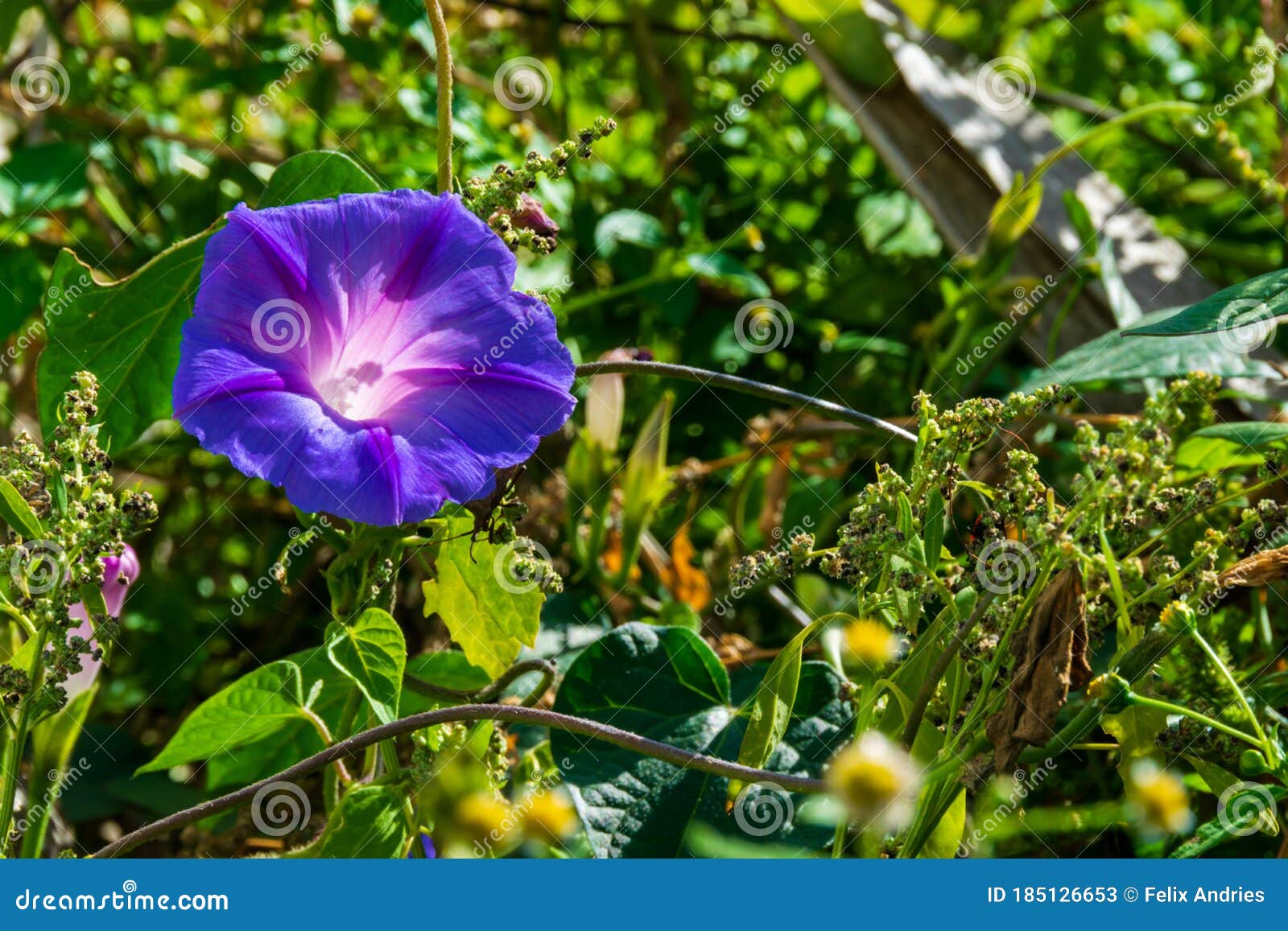 beautiful purple morning glory flower, batatilla, ipomoea violacea