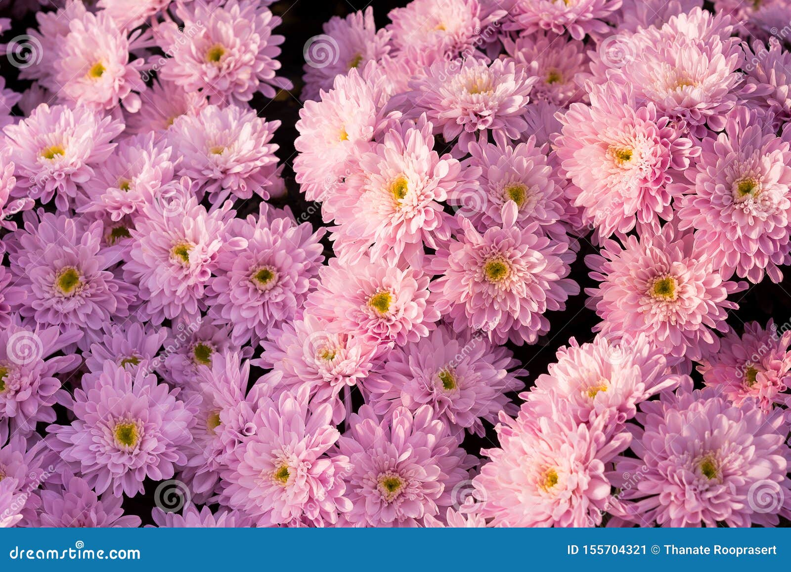 Beautiful Purple Mums or Chrysanthemums Stock Image - Image of garden ...