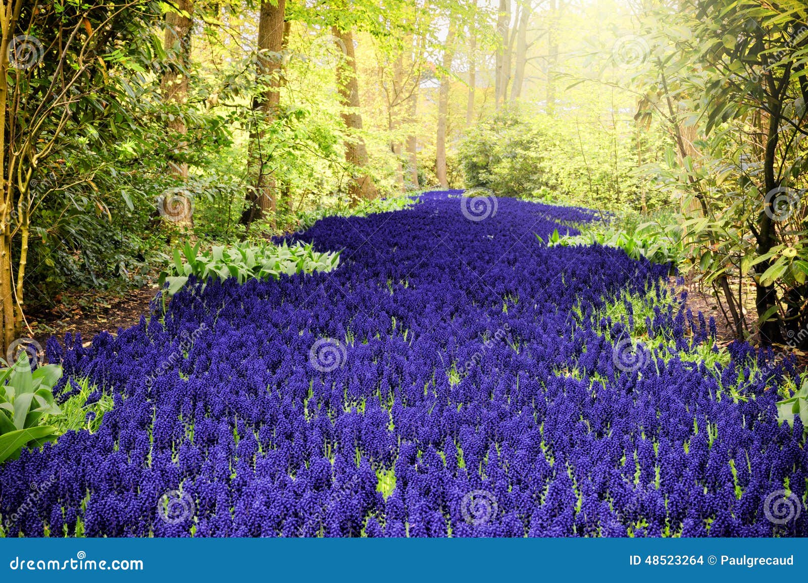 beautiful purple muscari