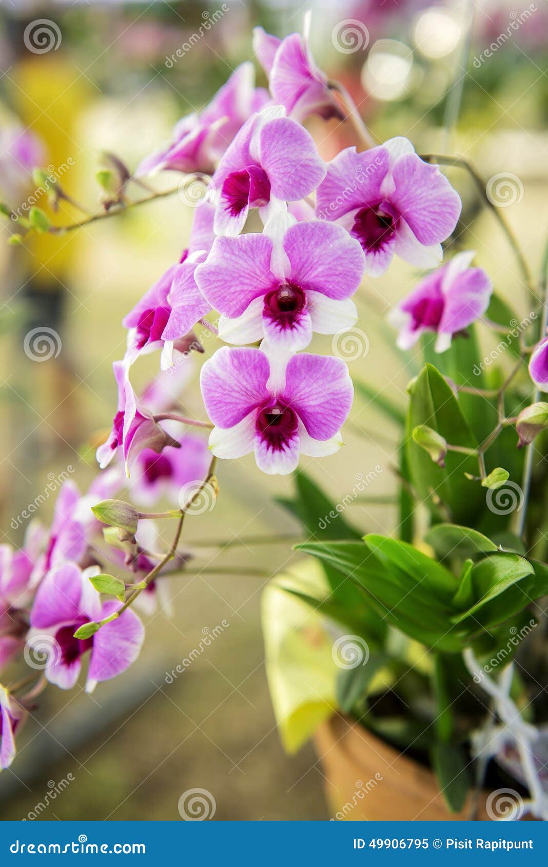 Beautiful Purple Orchid Flower Tree Stock Image Image of farm, flower
