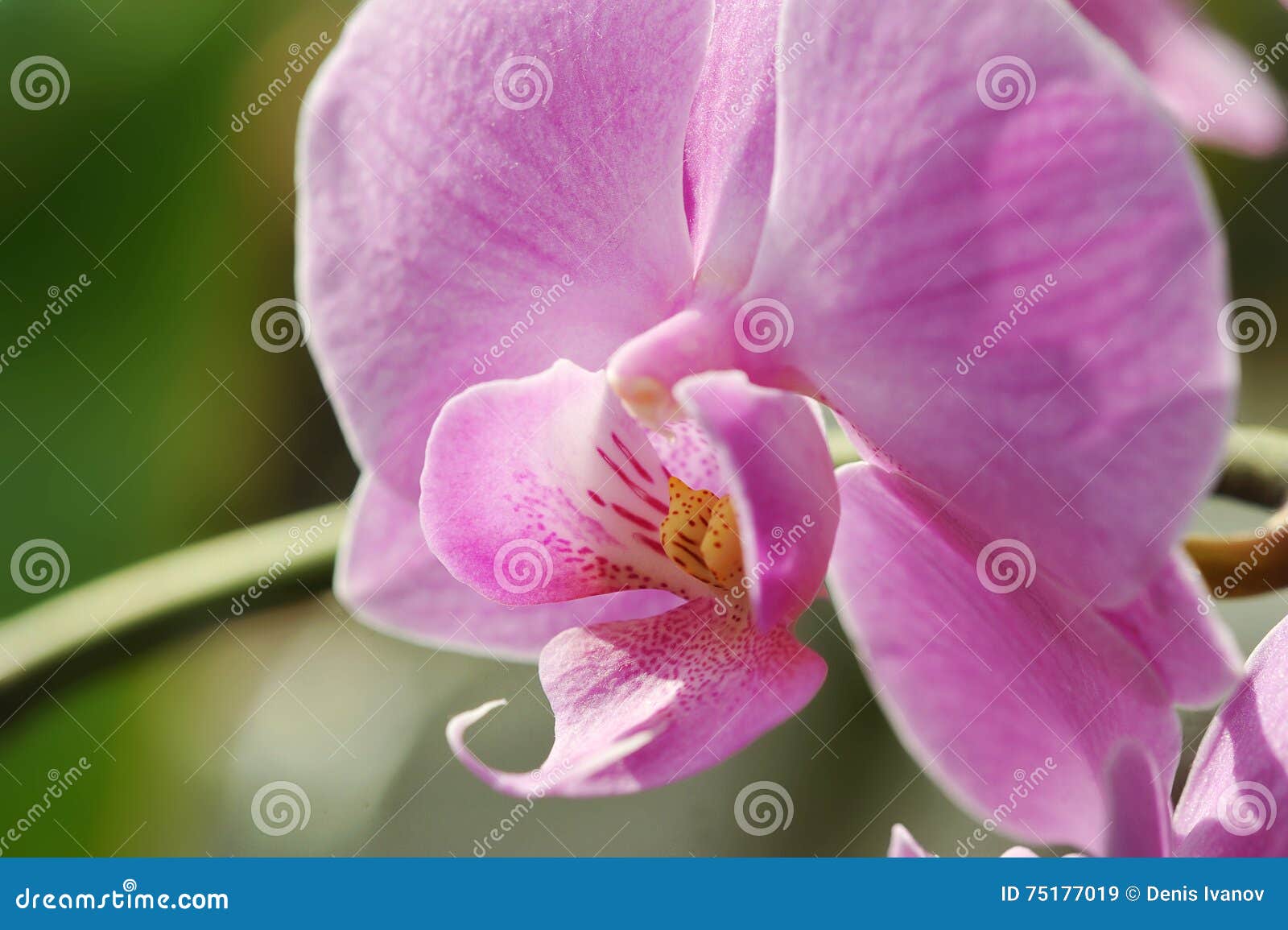 Beautiful Purple orchid stock image. Image of floral 75177019