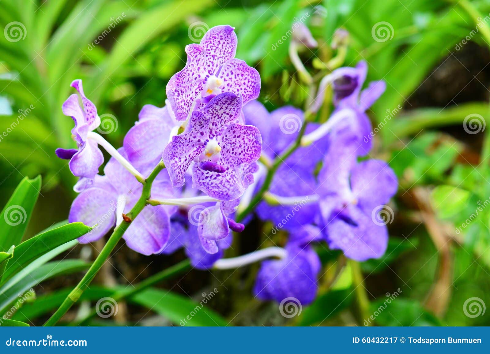 3,980 Purple Flowers Lily Orchid Stock Photos Free & RoyaltyFree Stock Photos from Dreamstime
