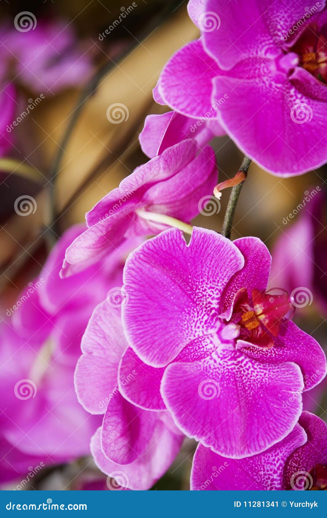 Beautiful Purple Orchids Flowers Stock Image Image of orchid, dutch