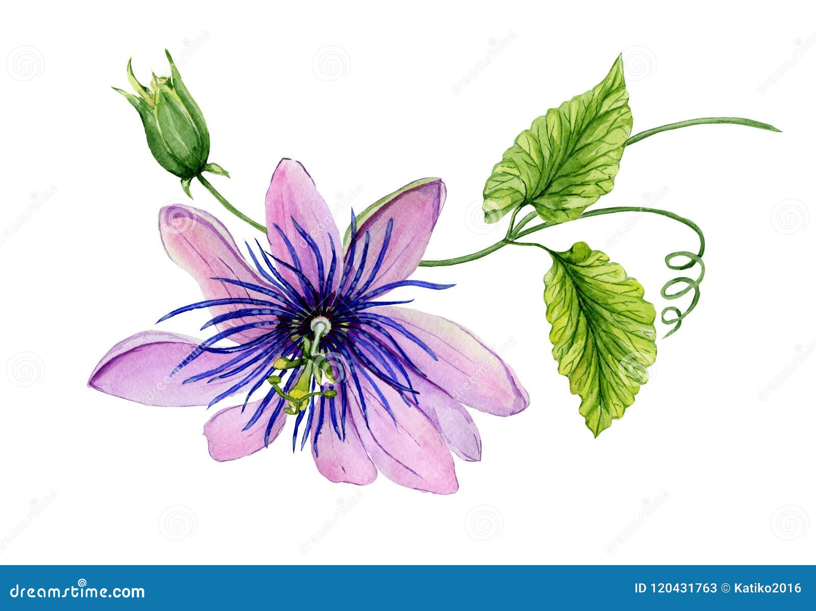 Passiflora Flower Stock Illustrations – 715 Passiflora Flower Stock Illustrations, Vectors & Clipart - Dreamstime Passiflora Flower Stock Illustrations – 715 Passiflora Flower Stock Illustrations, Vectors & Clipart - Dreamstime