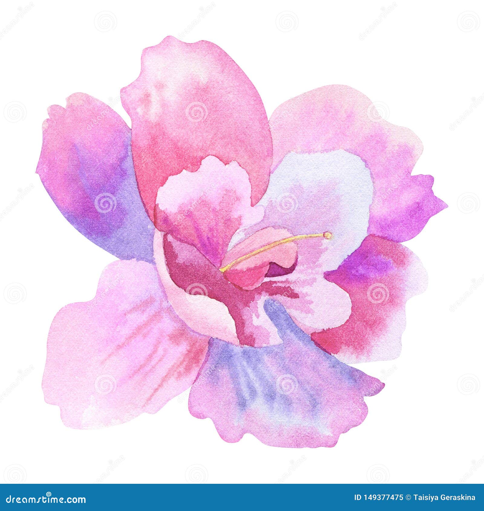 Beautiful Purple Pink Flower. Hand Drawn Watercolor Illustration ...