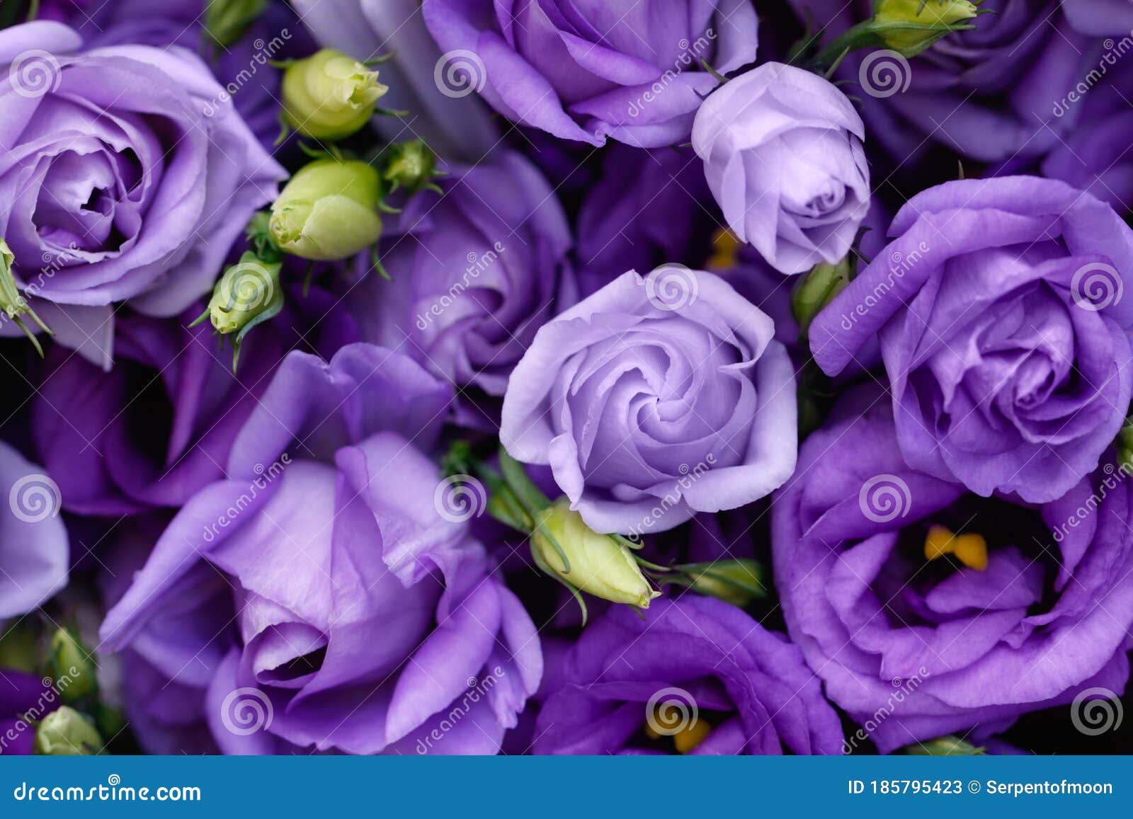 Beautiful Purple Roses Background Stock Image - Image of bloom ...