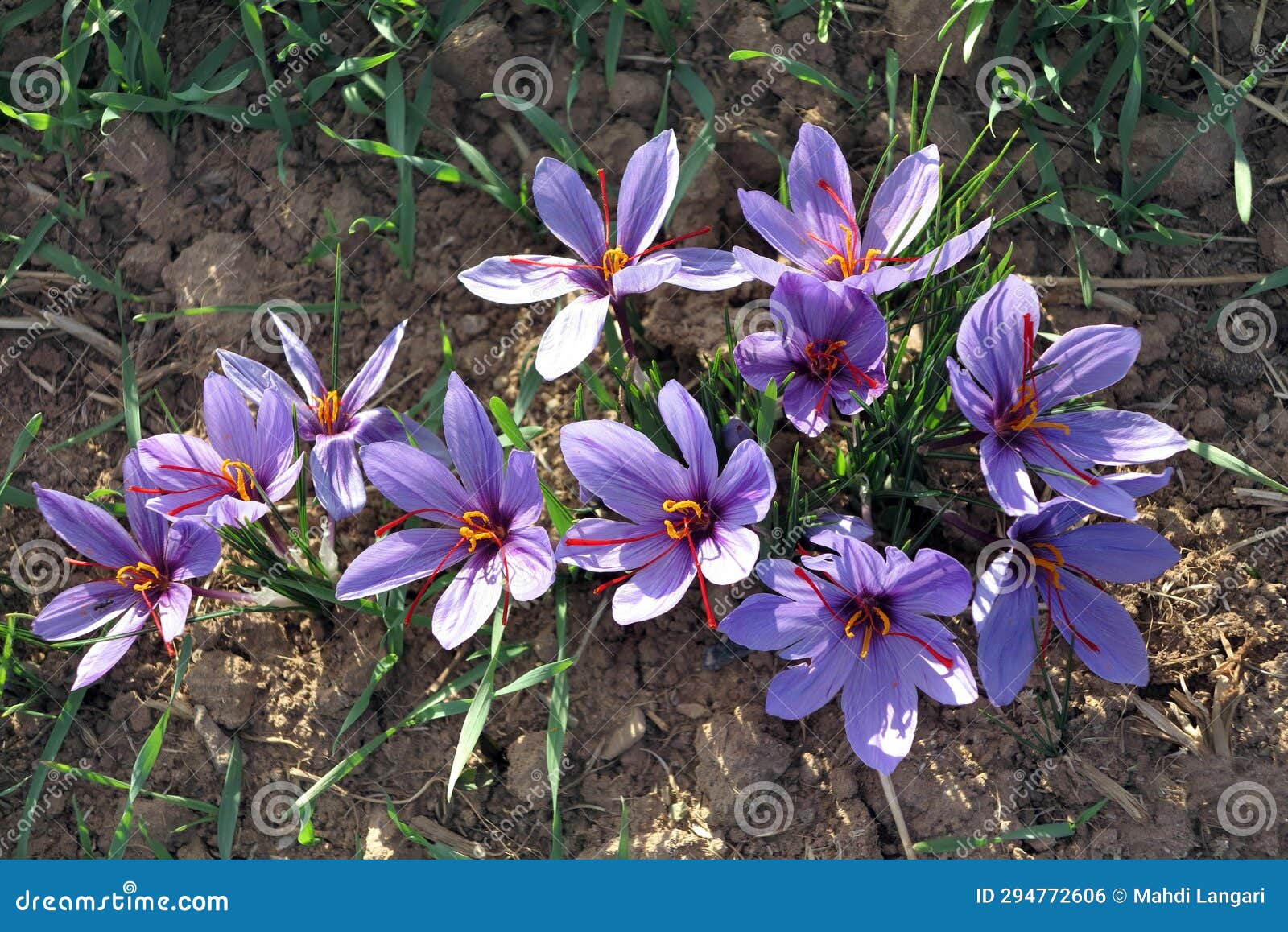 Beautiful Purple Saffron Flowers Stock Photo Image of aroma, shrub