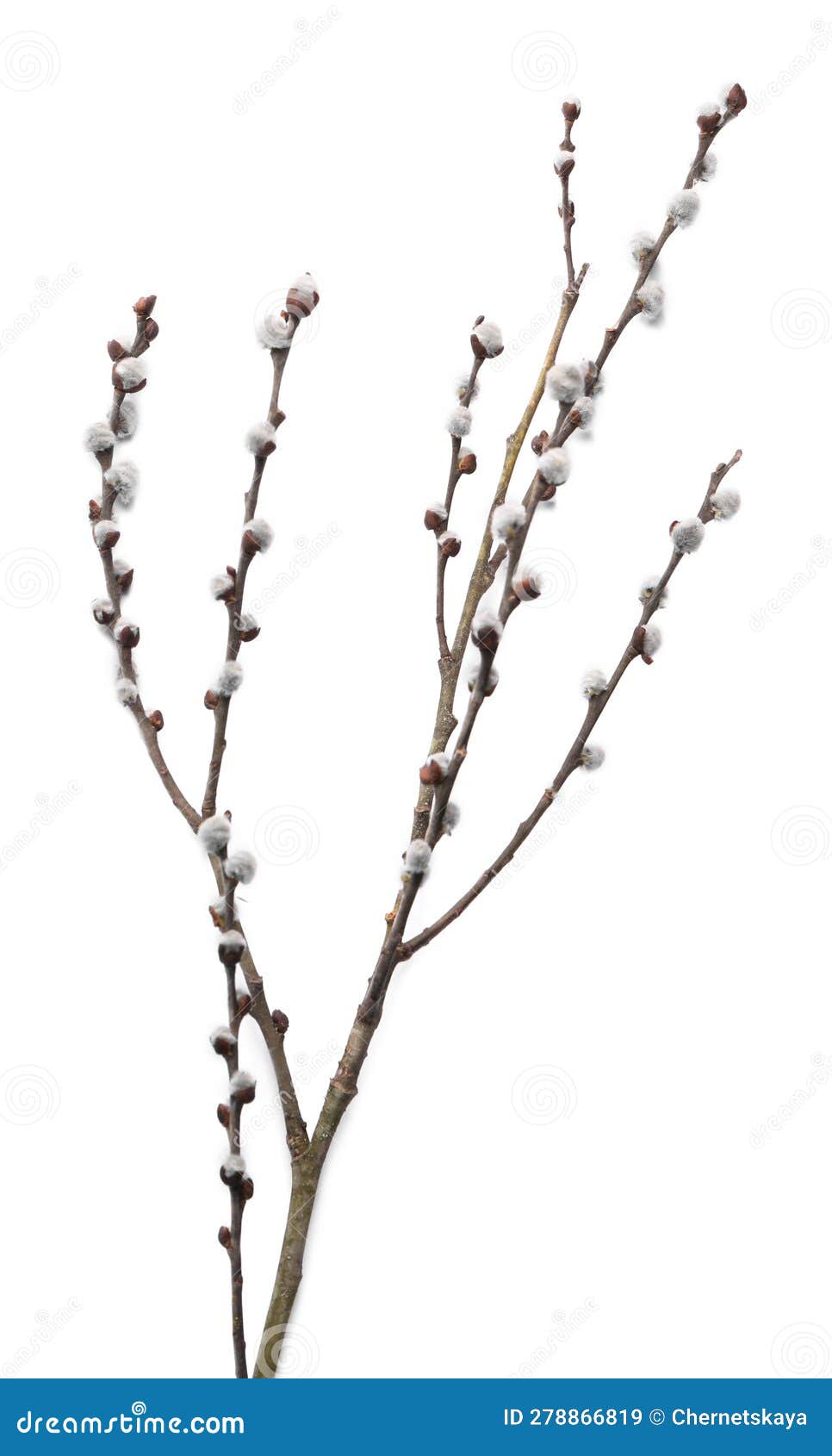 beautiful pussy willow branch with flowering catkins  on white