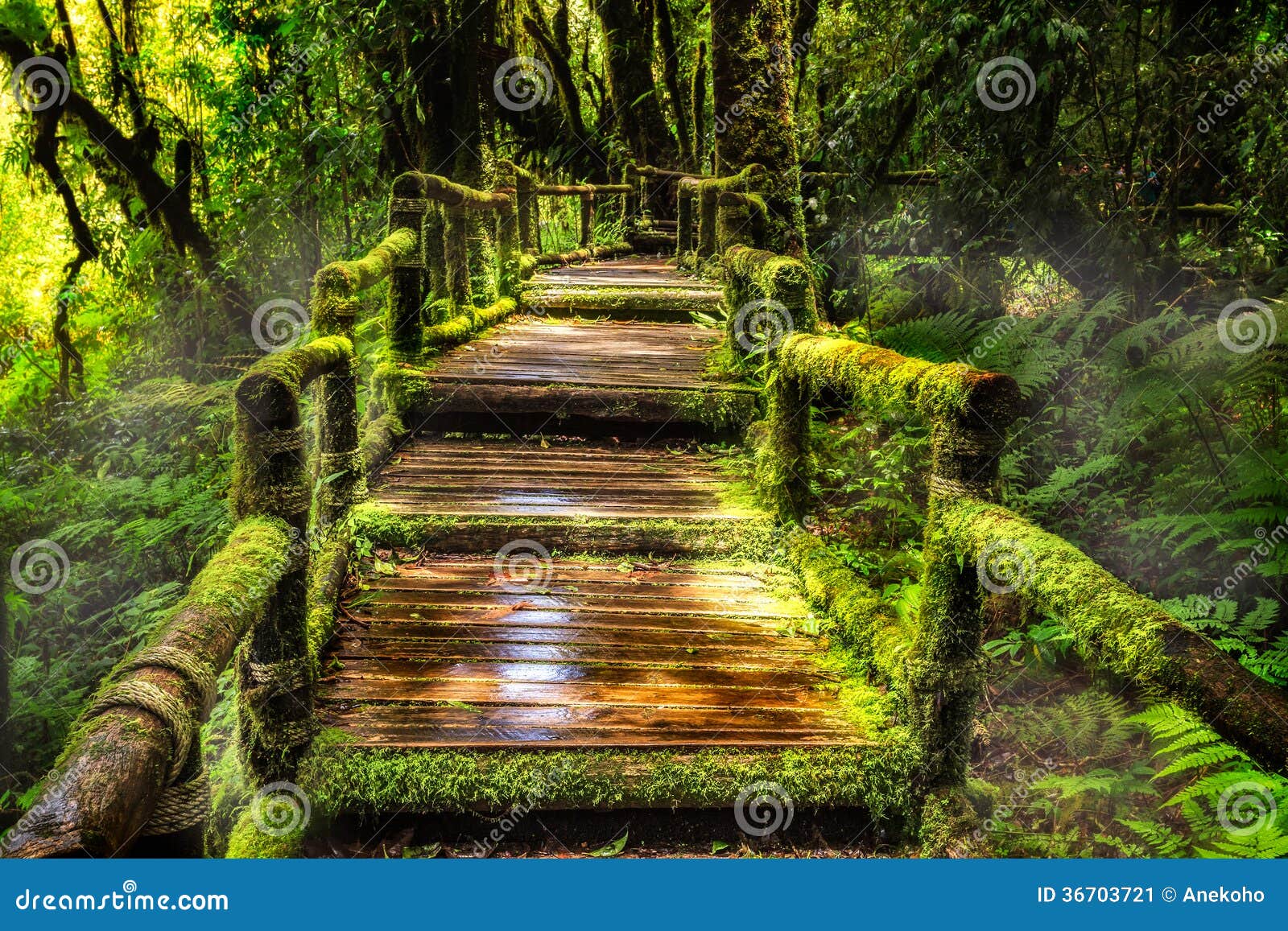 beautiful rain forest at ang ka nature trail