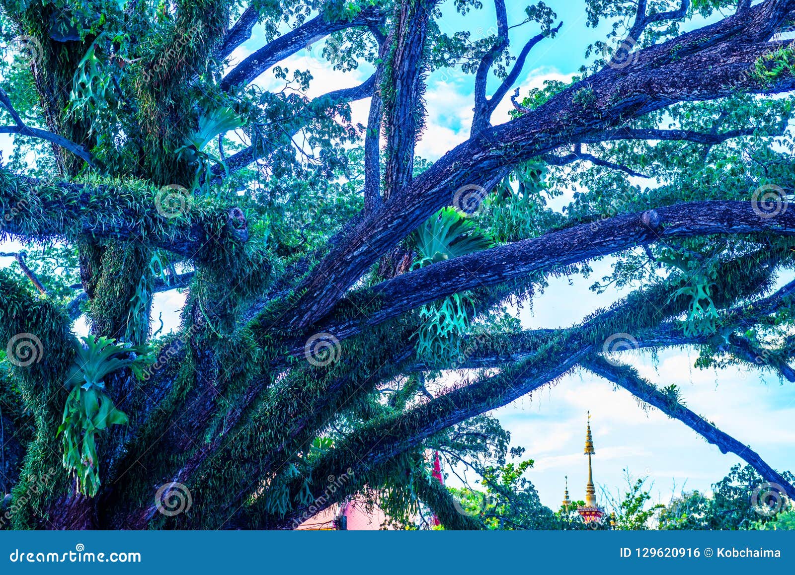 Beautiful Rain Tree in Chiang Kham District Stock Photo Image of