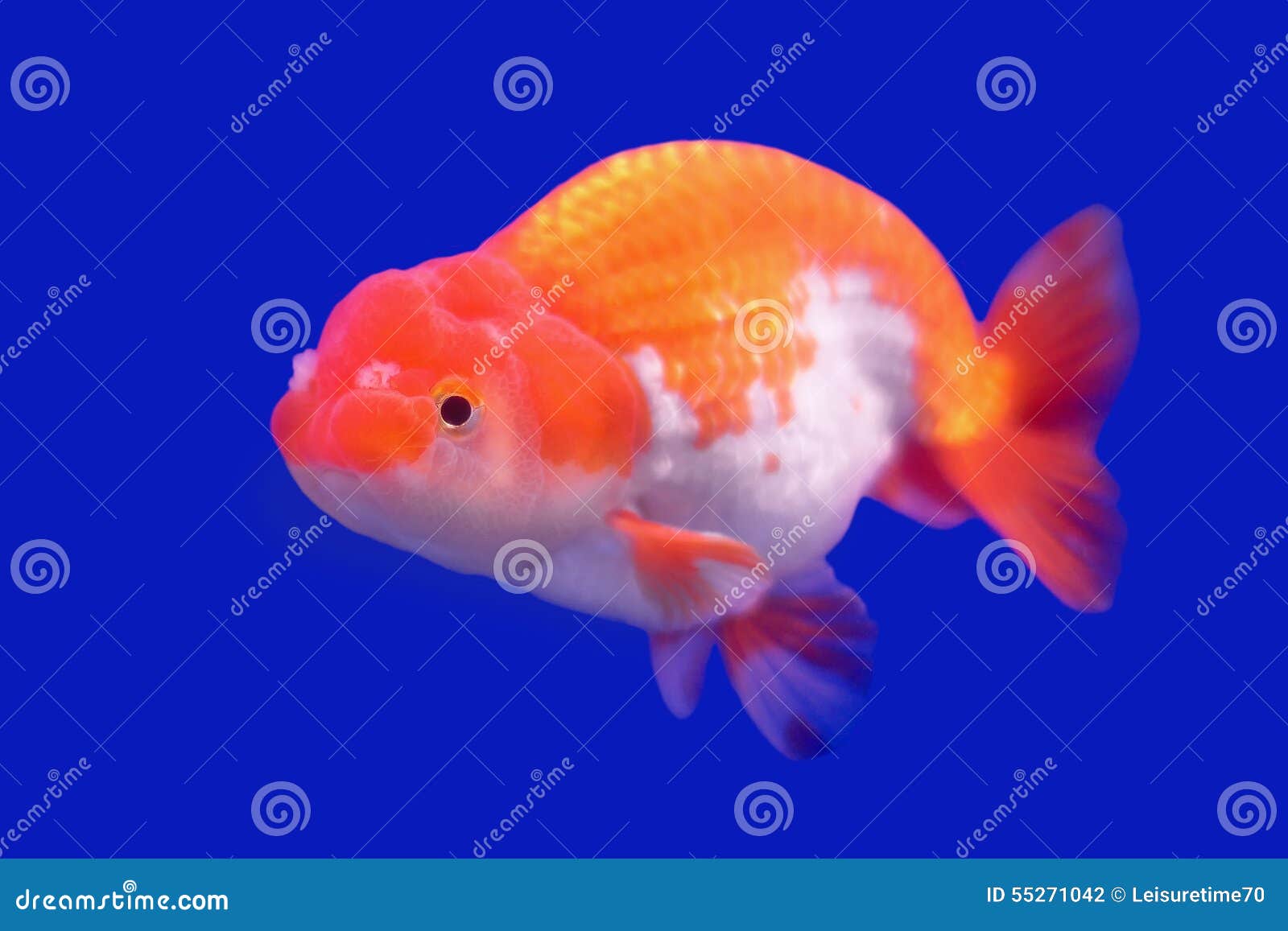 Beautiful Ranchu or Lion Head Goldfish Stock Photo - Image of life