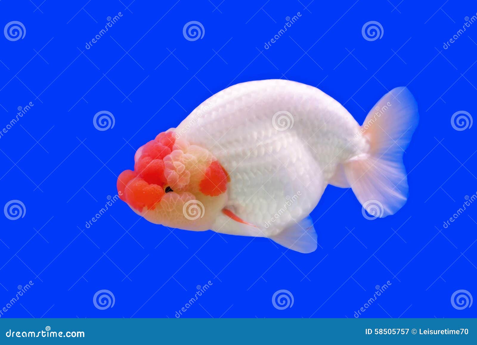 Beautiful Ranchu or Lion Head Goldfish Stock Image - Image of