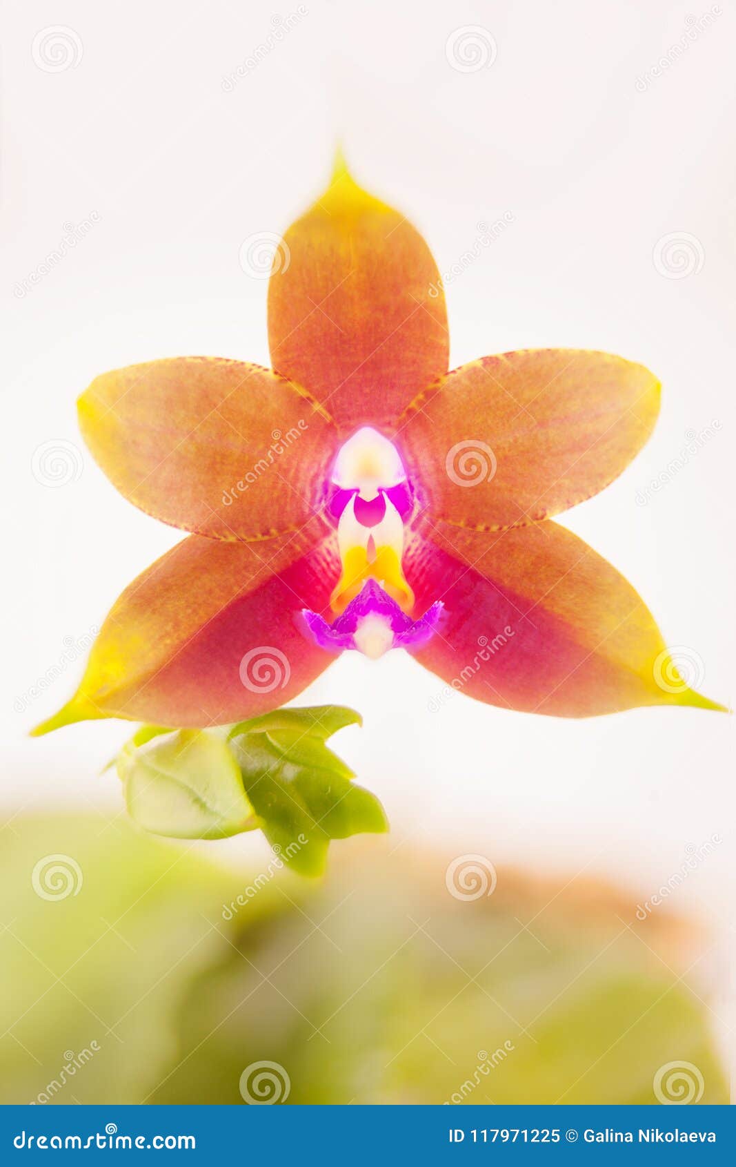 beautiful rare orchid in pot on white background