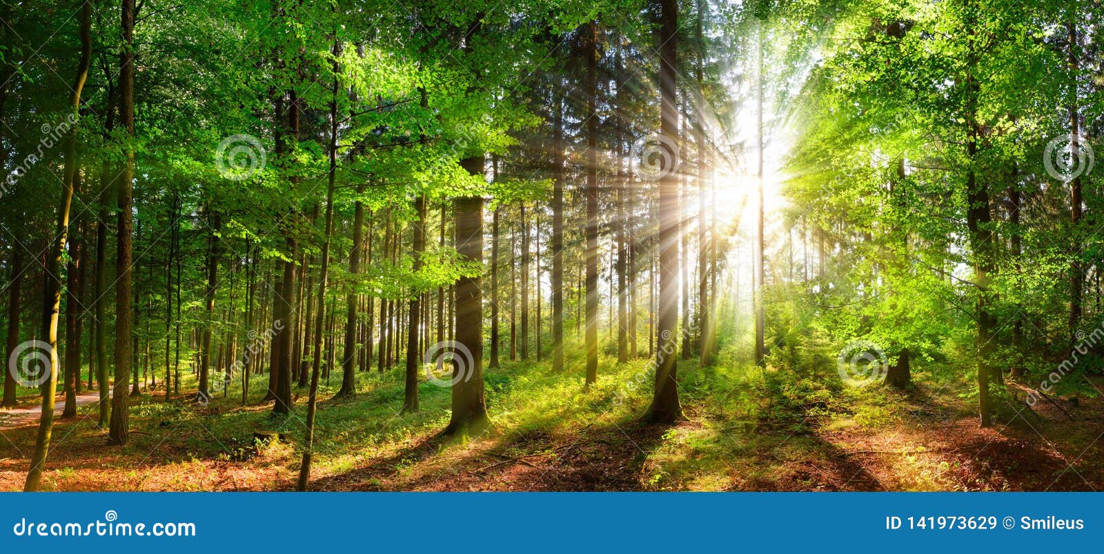 beautiful rays of sunlight in a green forest