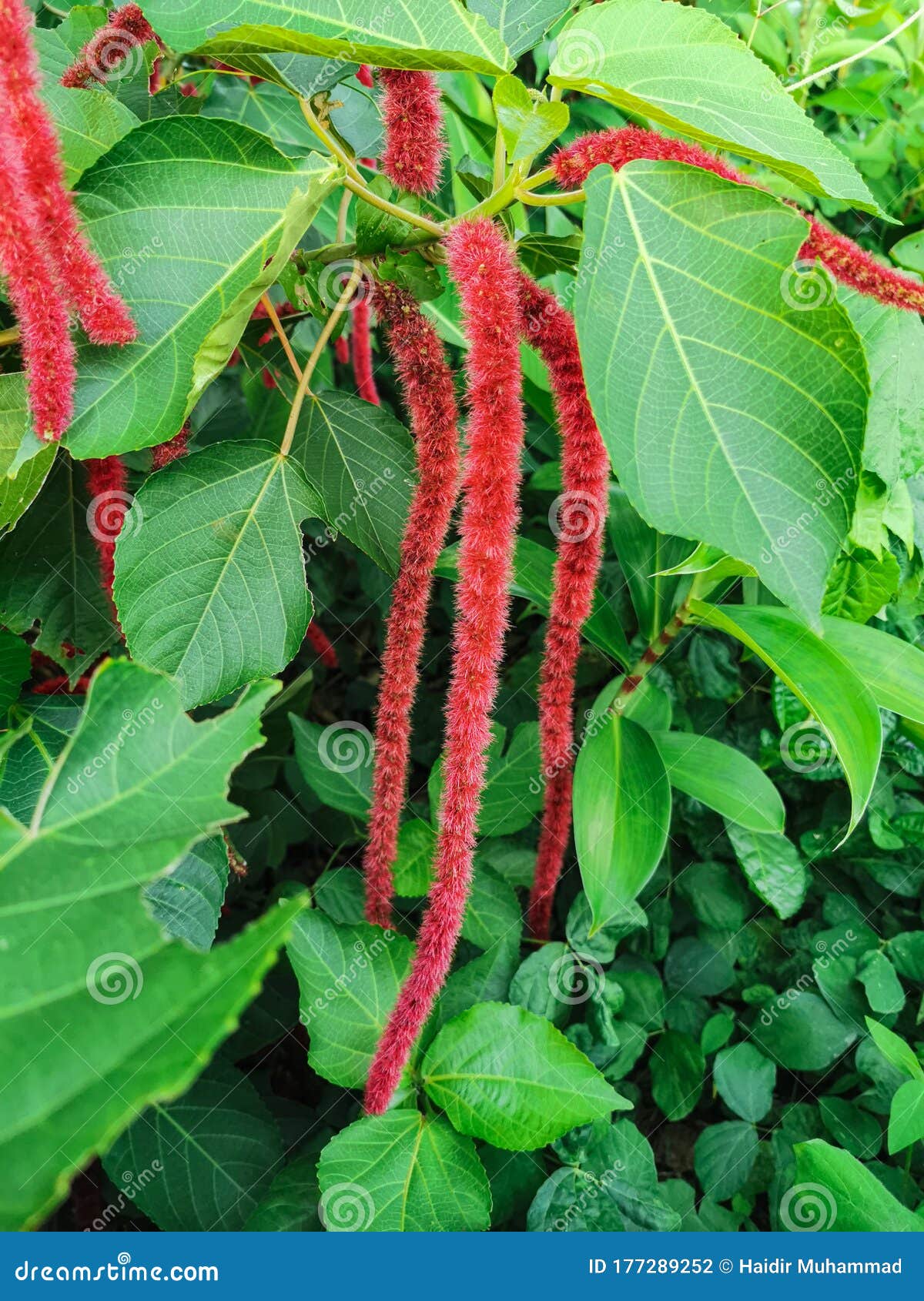 beautiful red of acalypha hispida flowers with fresh green leaves. this plant is also known as the philippines medusa, red hot cat