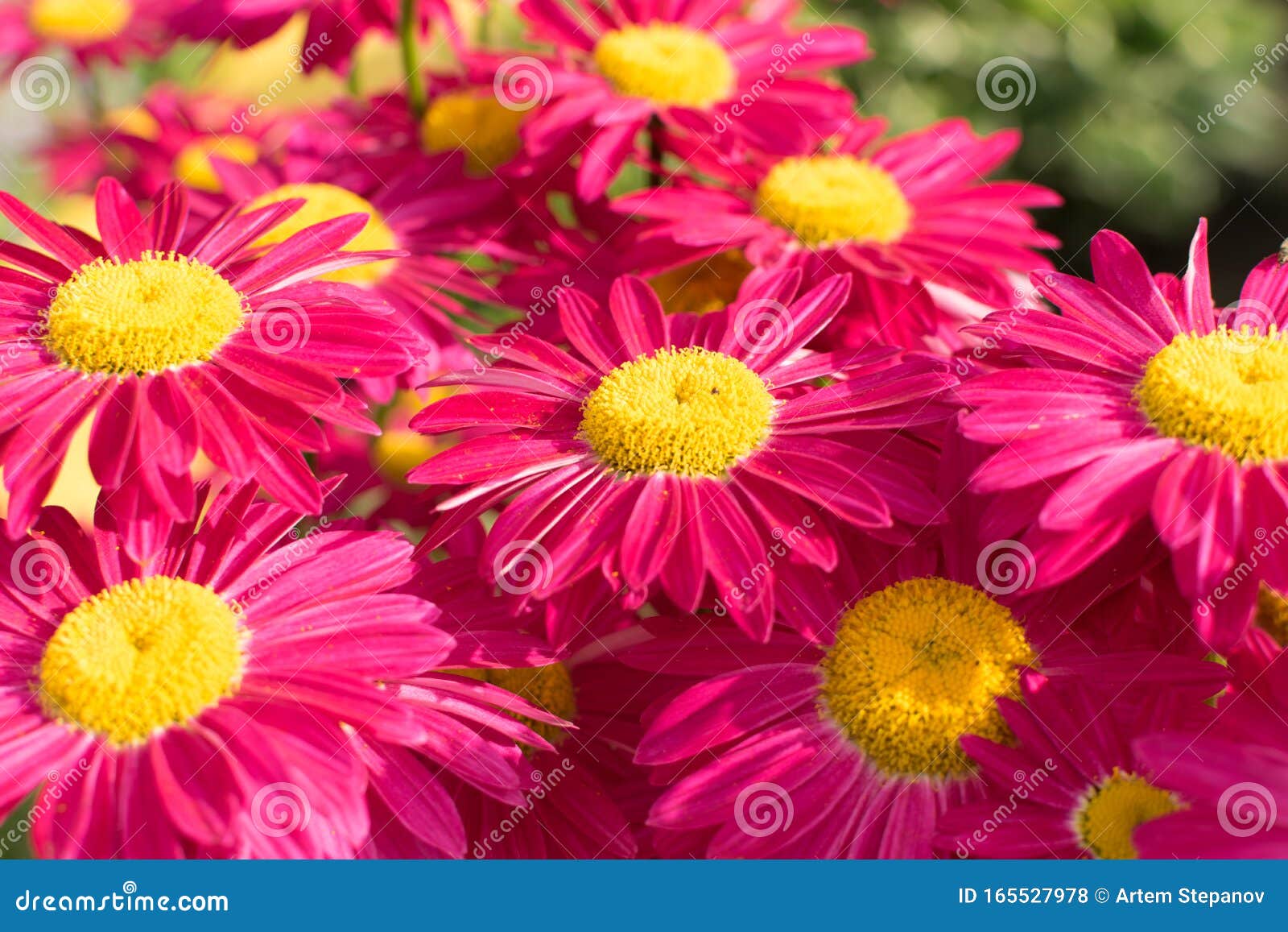 Beautiful Red Argyranthemum Marguerite Marguerite Daisy Or Dill Daisy Stock Photo Image Of Head Elegance 165527978