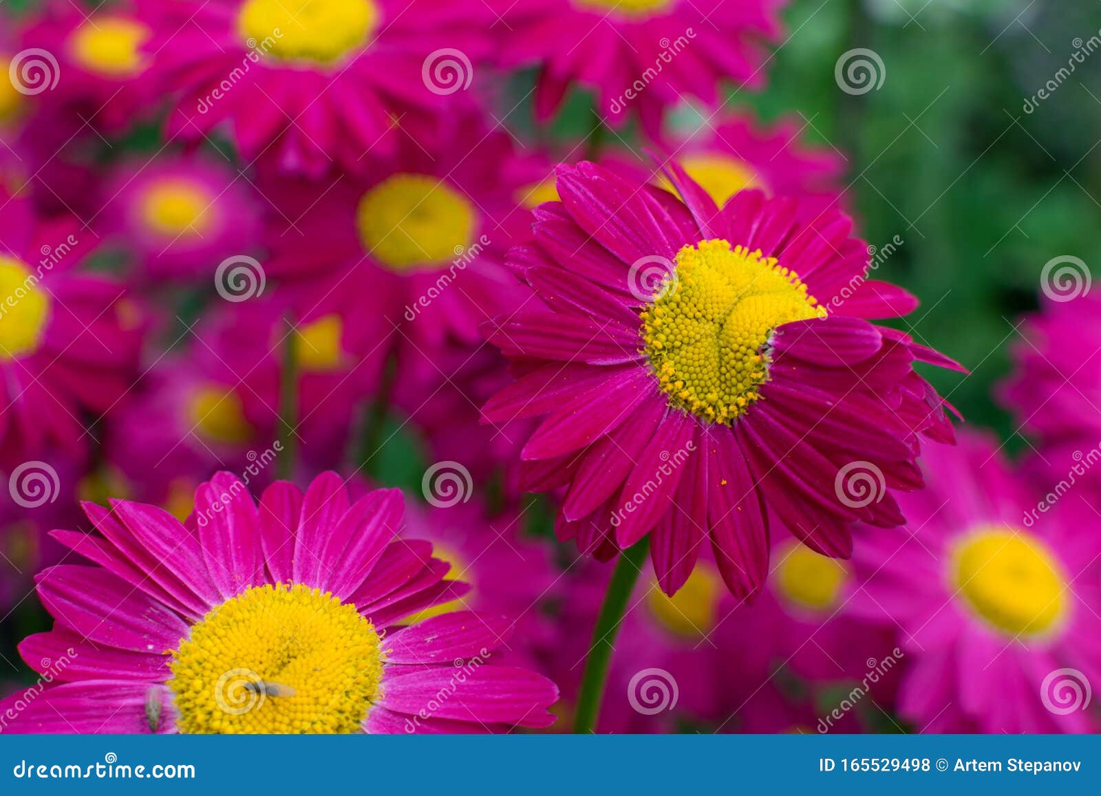 Beautiful Red Argyranthemum Marguerite Marguerite Daisy Or Dill Daisy Stock Photo Image Of Daisies Botany 165529498