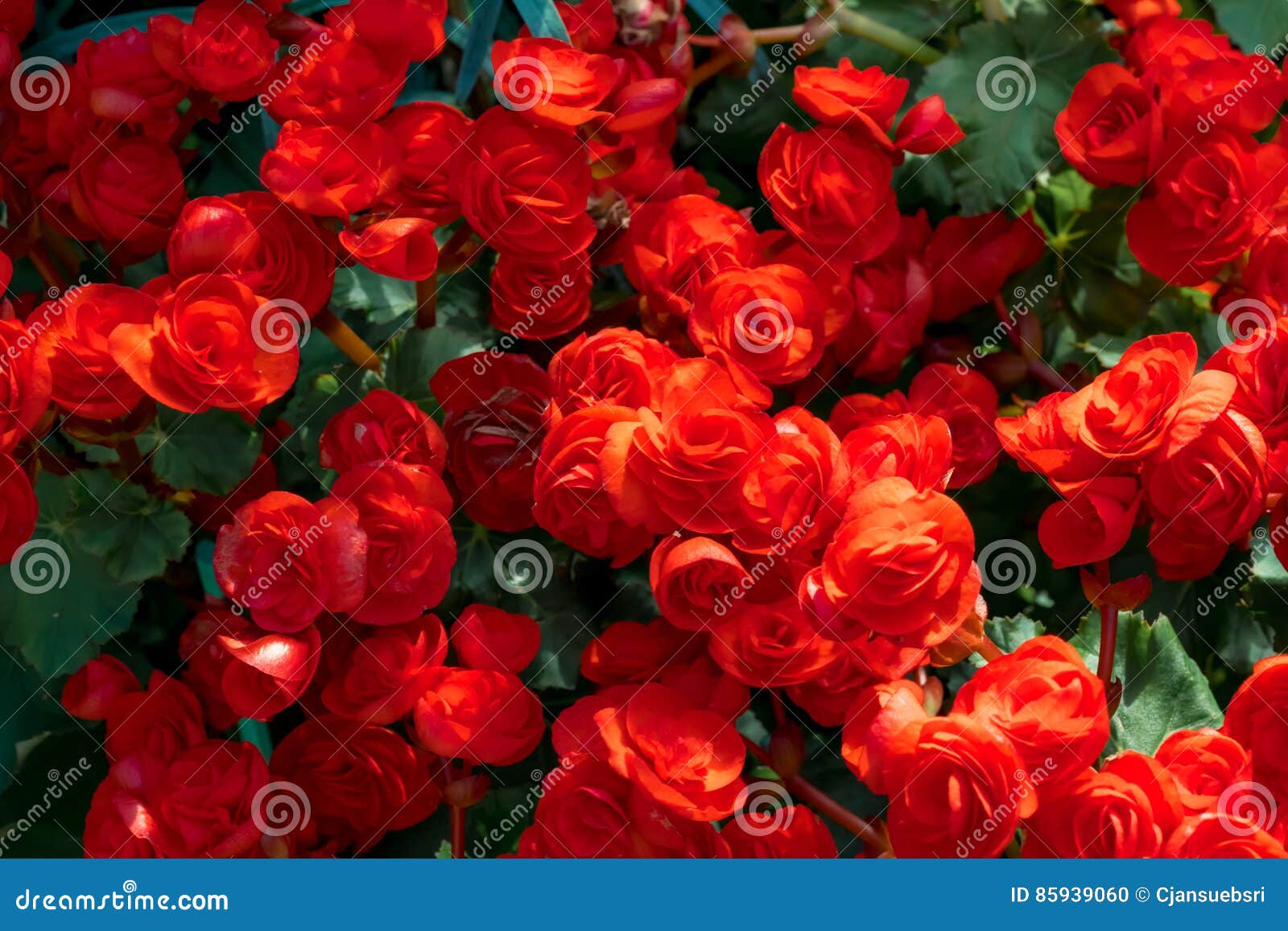 beautiful red begonia