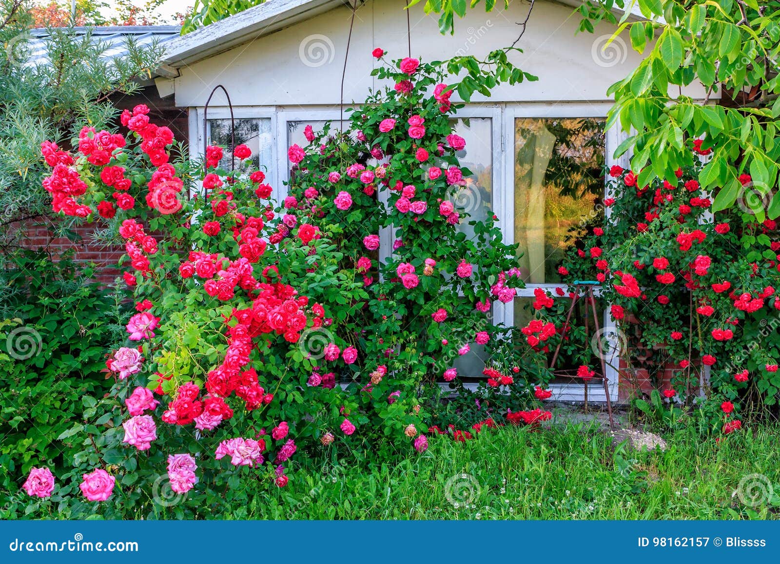 Beautiful Red Blooming Rose Flower Bush In Home Garden At