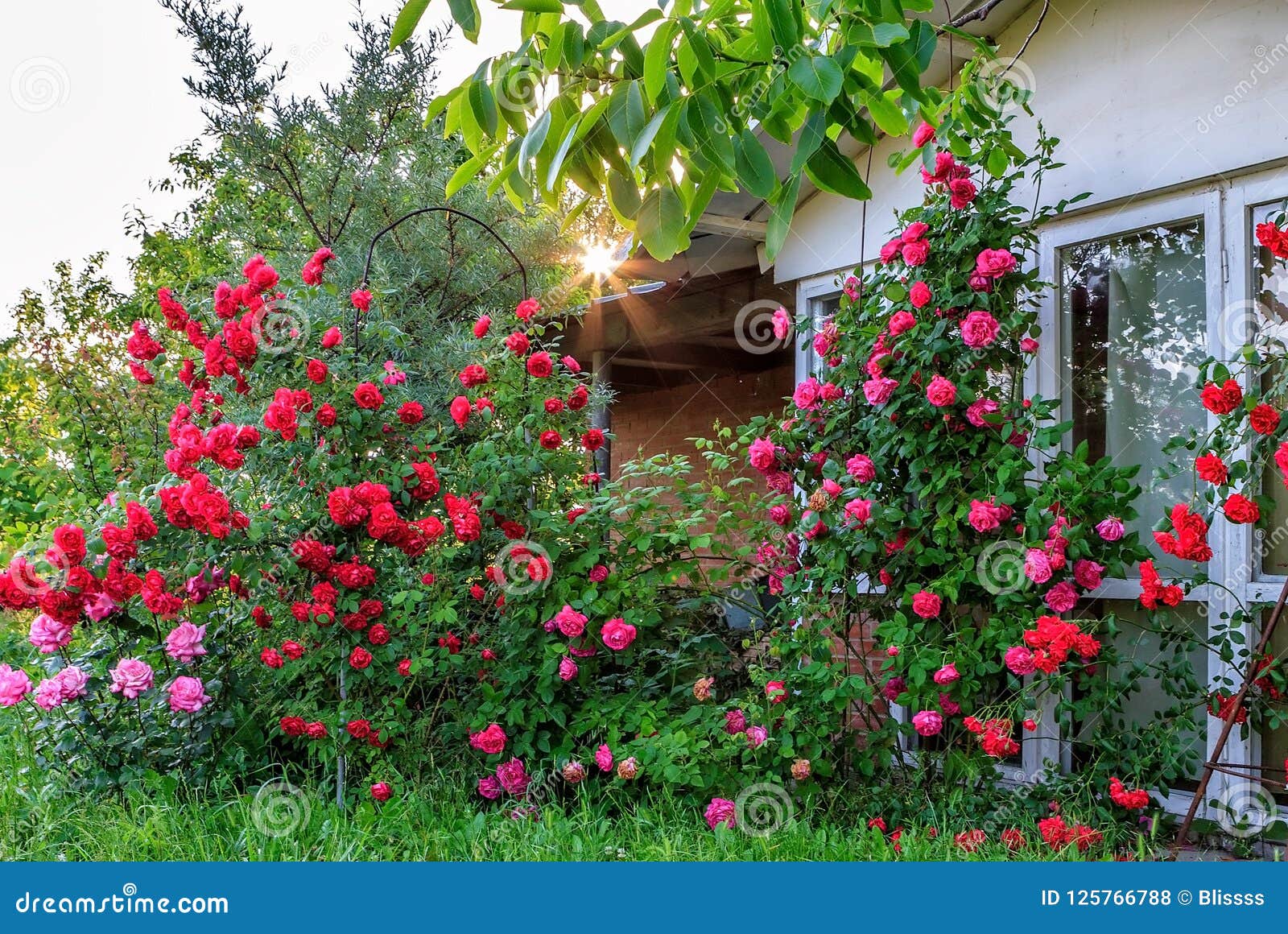 beautiful red blooming rose flower bush in home garden at