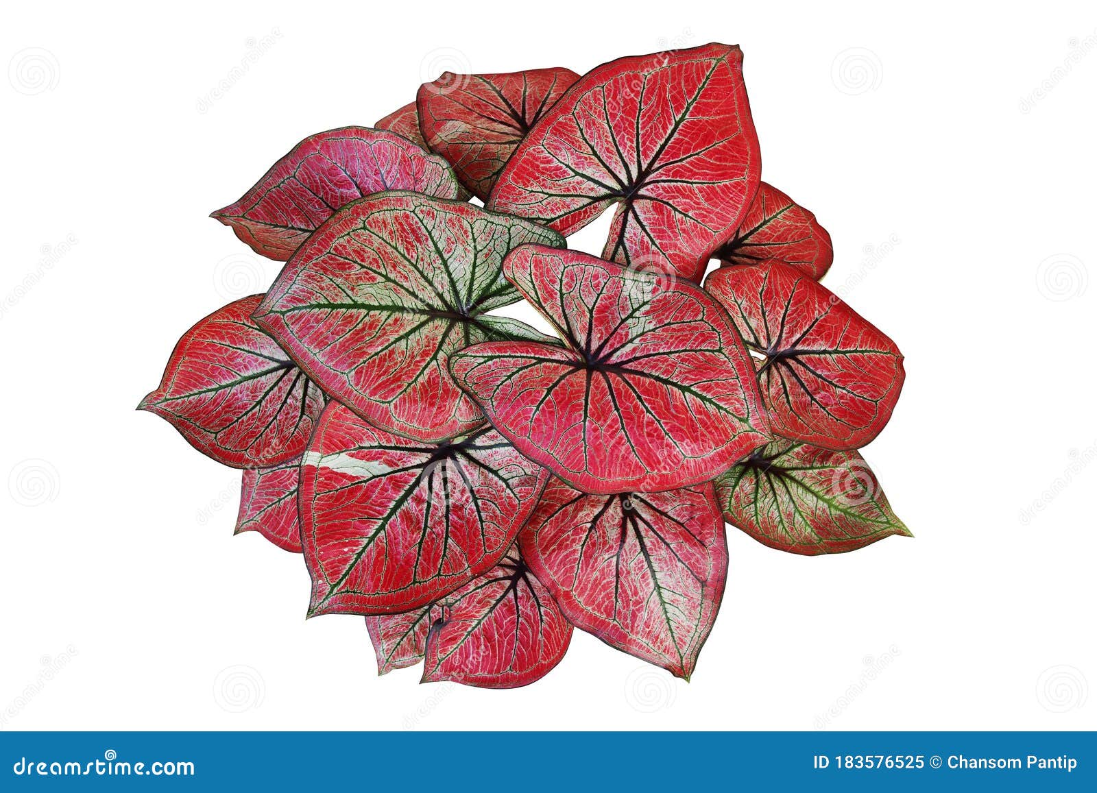 Beautiful Red Caladium Leaves Pattern or Elephant Ear the Tropical ...