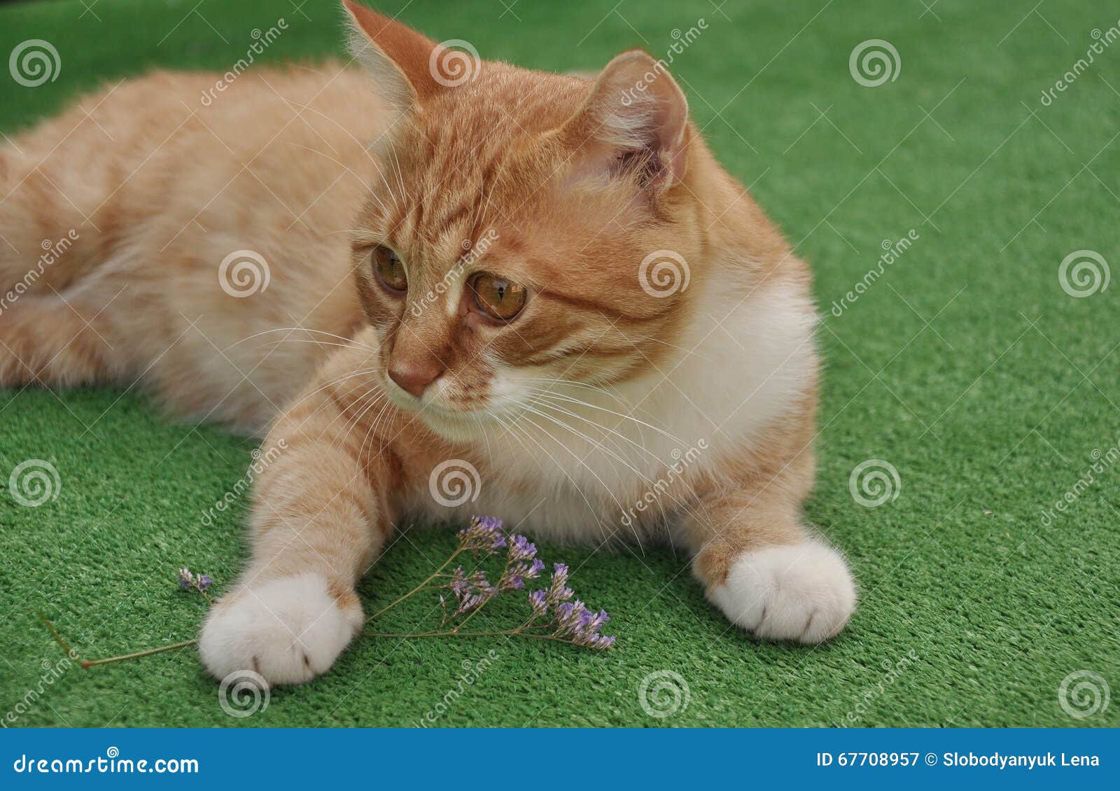 Beautiful red cat stock image. Image of dreamy, animals 67708957