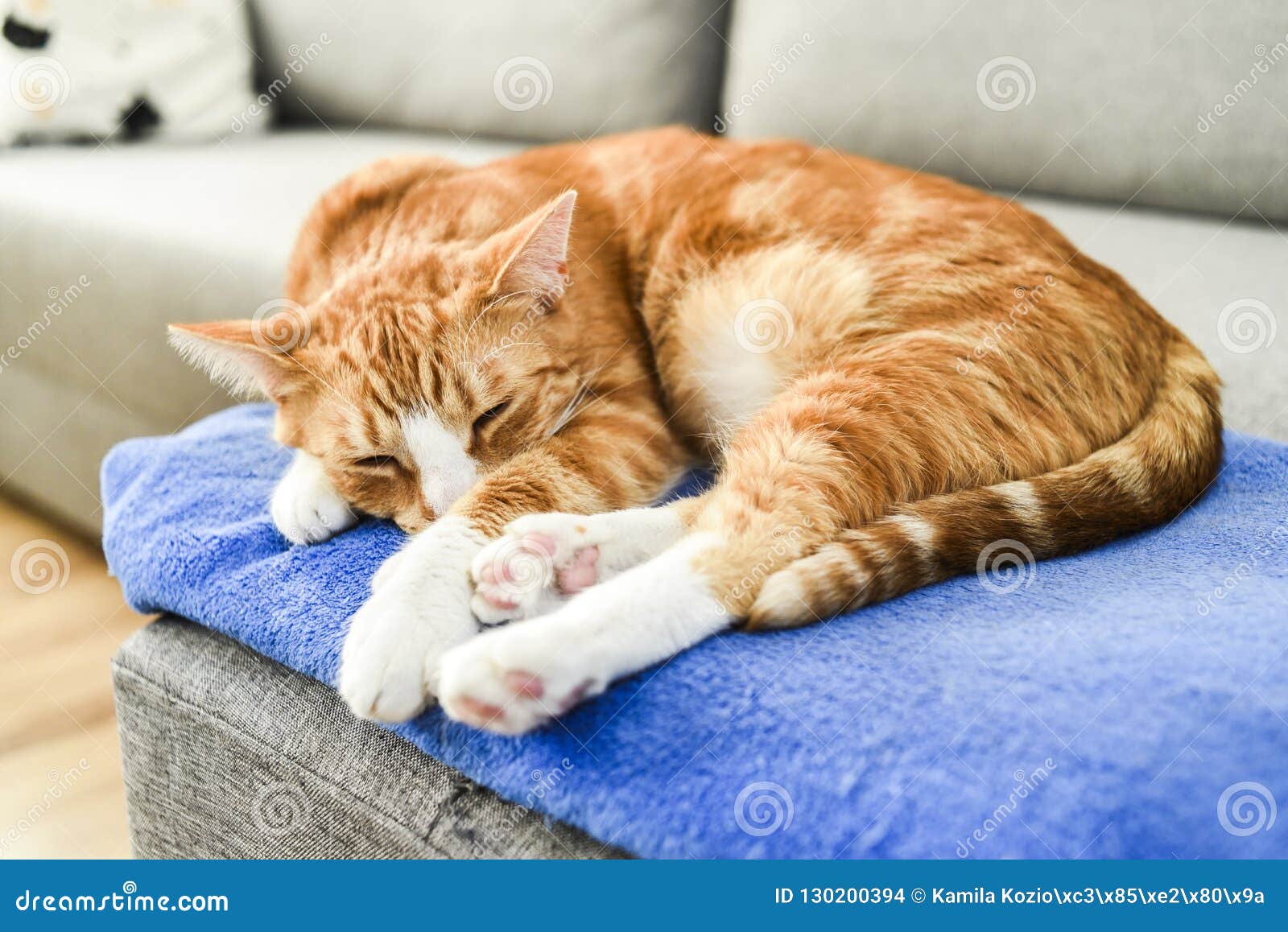 A Beautiful Red Cat Lying Down And Relaxing At Home. Stock Photo